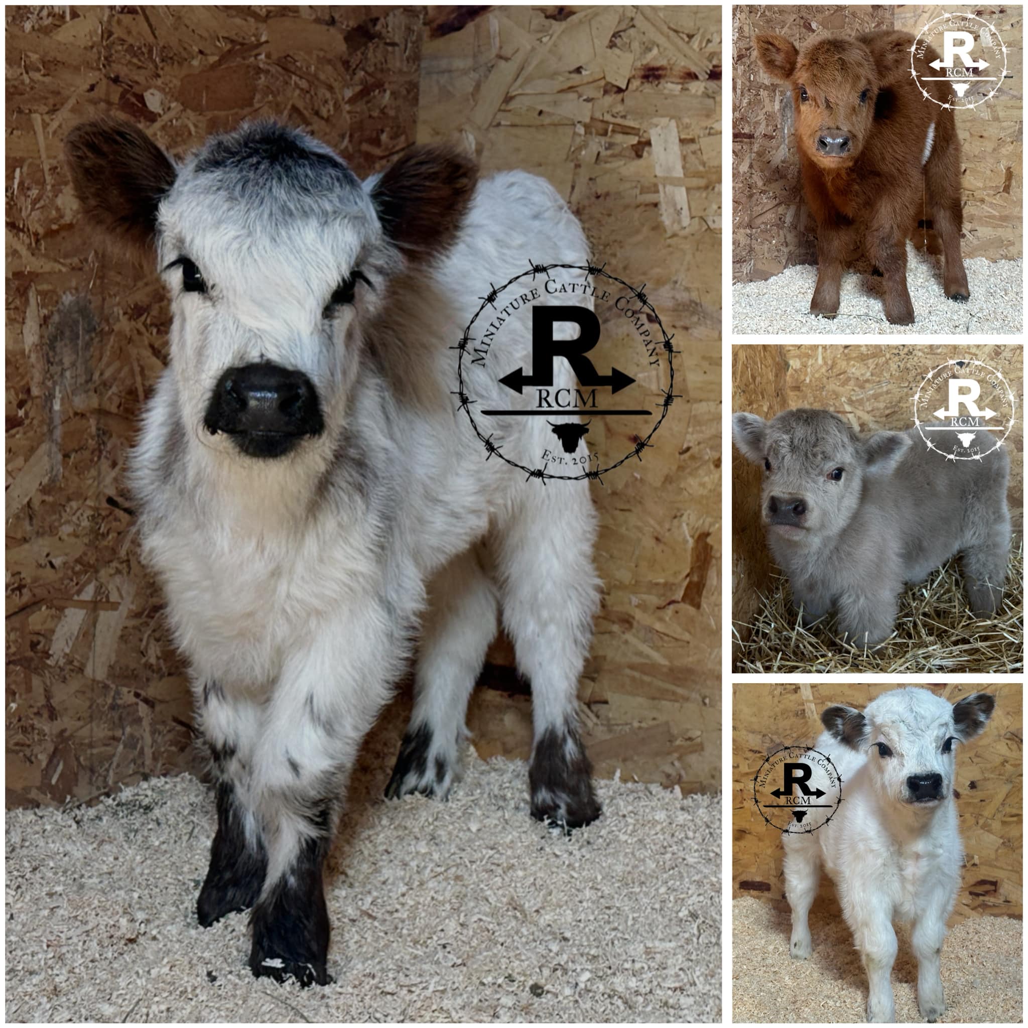 RCM - - 💕 The New Kids on the Block all bring something new and ...