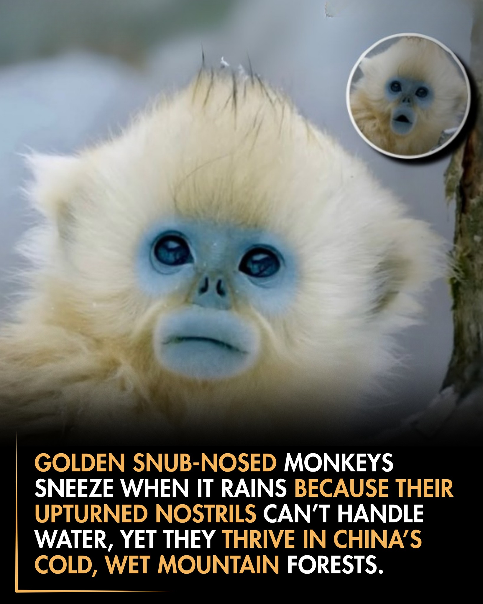 Roars - These striking primates have thick golden fur, icy blue eyes ...