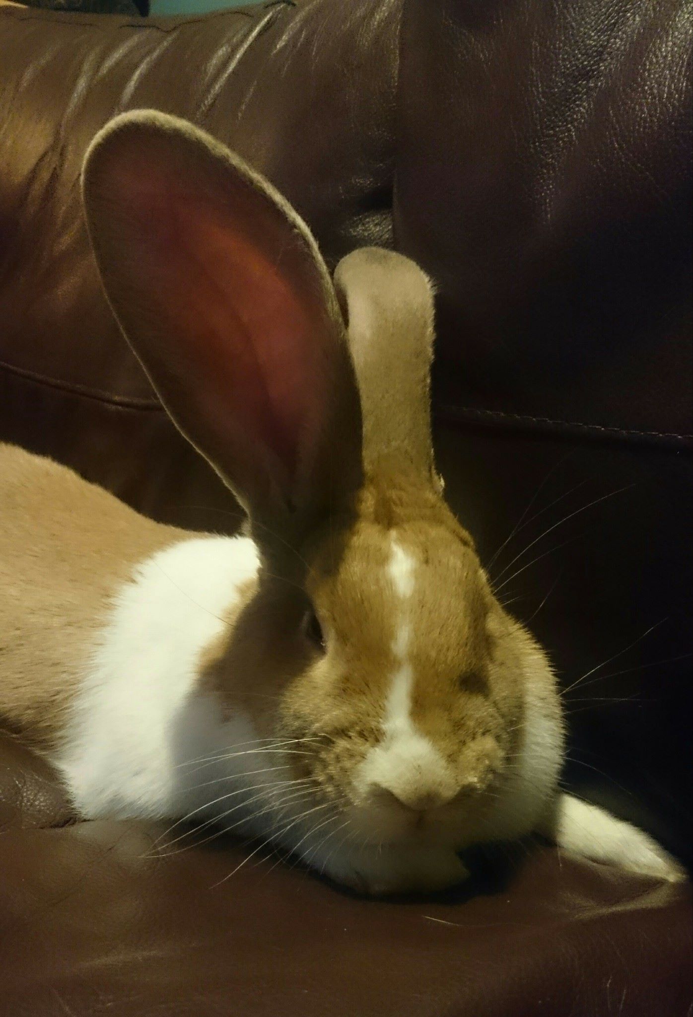 Orchard Giant Continental Rabbits