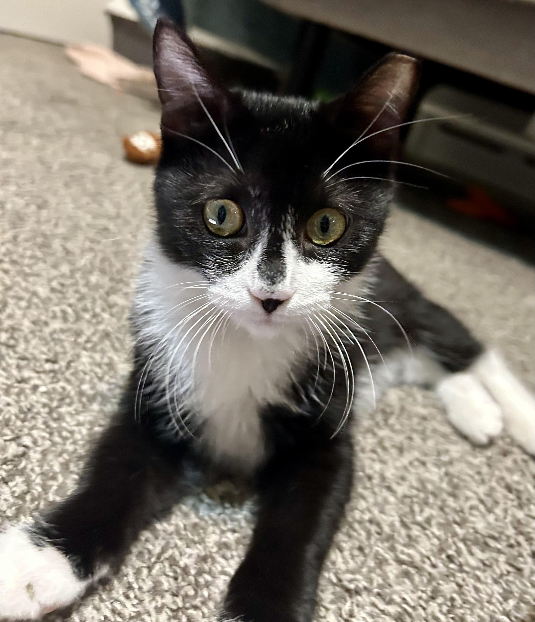 Adopt Blizzard and Comet kittens together