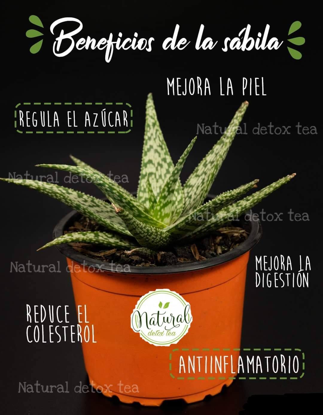 Los beneficios de la sábila para la... - Natural Detox Tea | Facebook