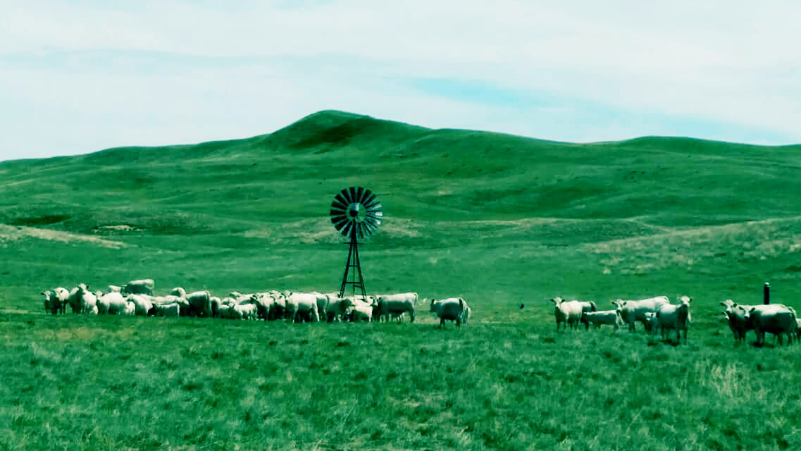 Nebraska Charolais Association | Valparaiso NE