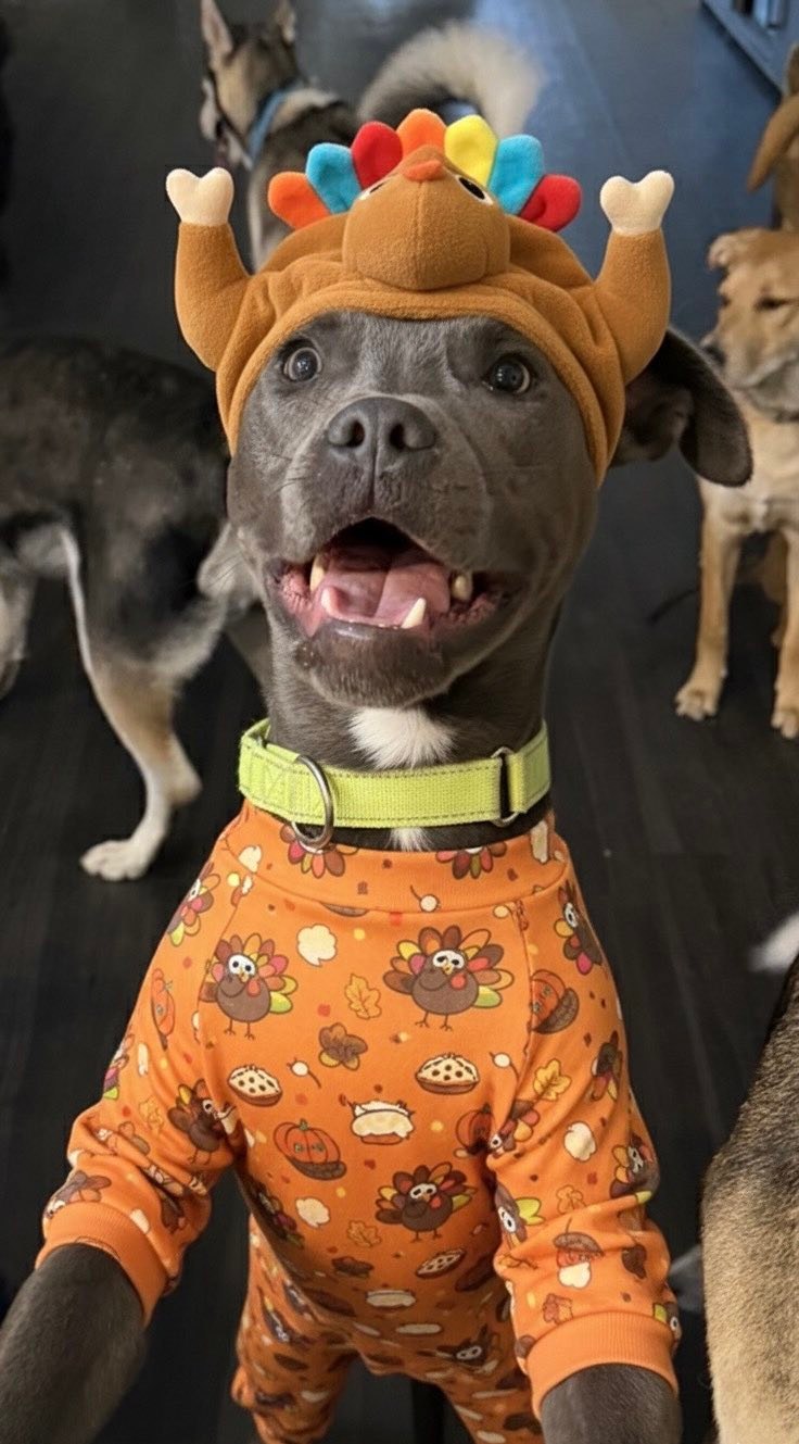 dogs dressed for thanksgiving Happy from dog rescue pack Size:M-US4 celtic style wedding dresses ireland White 8th Grade Graduation Animal