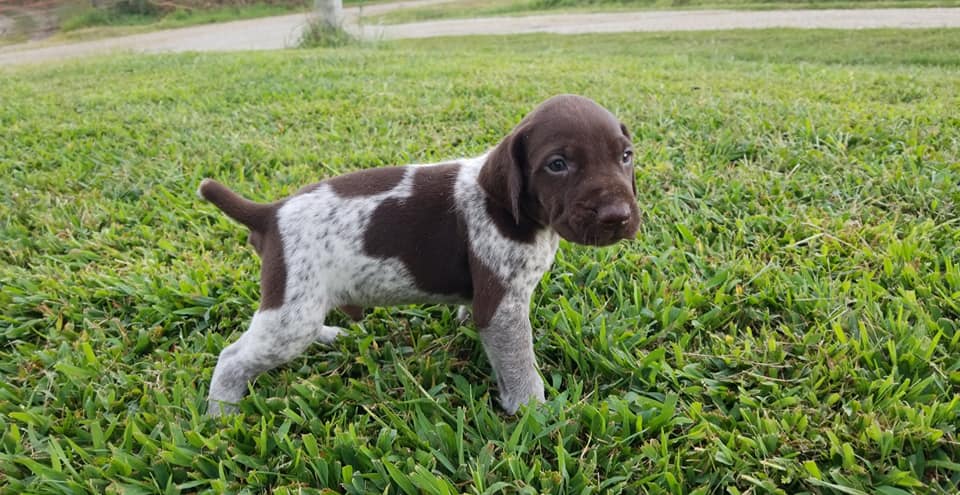 The pups are growing fast will have... - Skunk River Pointers