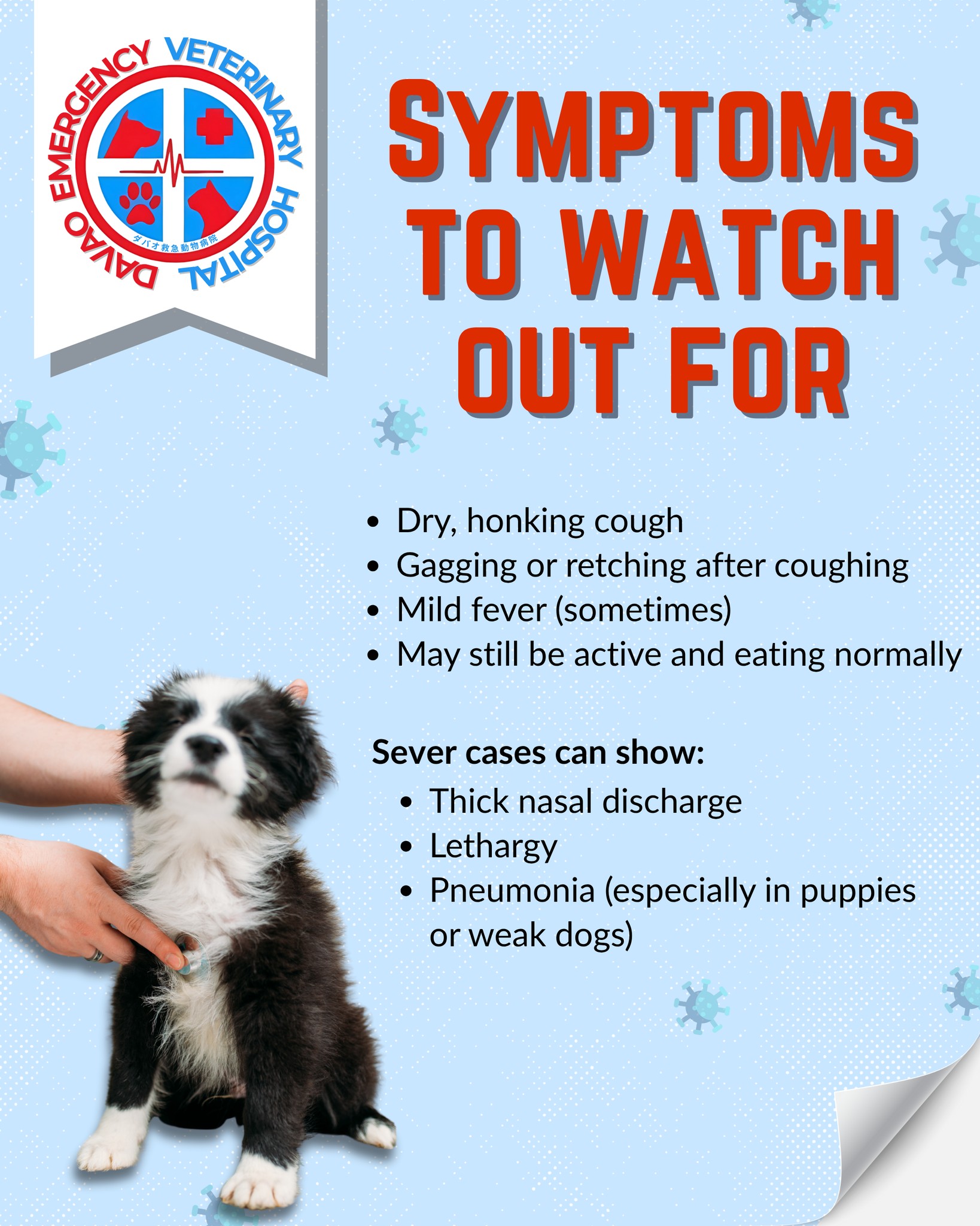 Davao Emergency... - Davao Emergency Veterinary Hospital