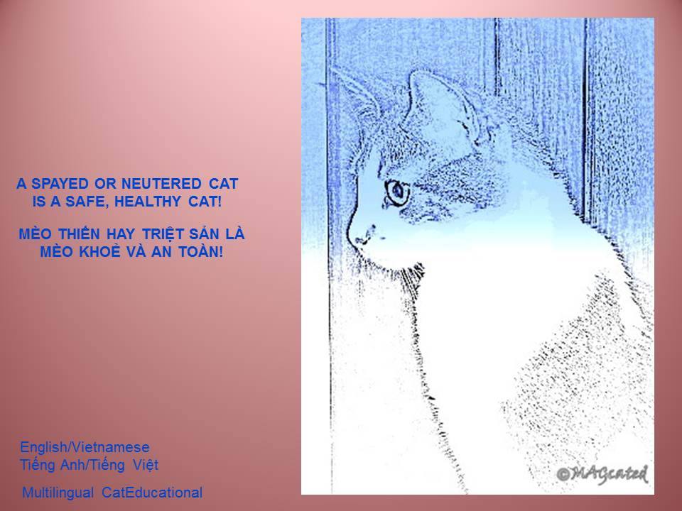 Multilingual - A SPAYED OR NEUTERED CAT IS A SAFE, HEALTHY CAT! MÈO ...