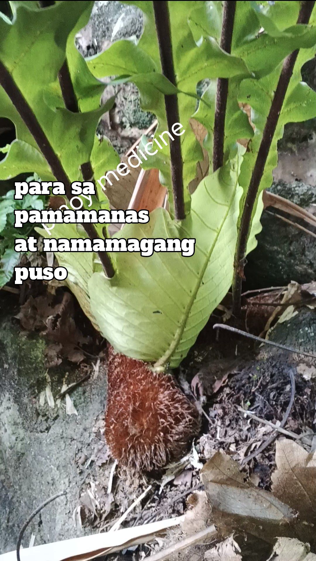 Pinoy - Nagmamanas at namamaga Ang puso, Kumuha ka lang ng 1 dangkal ng ...
