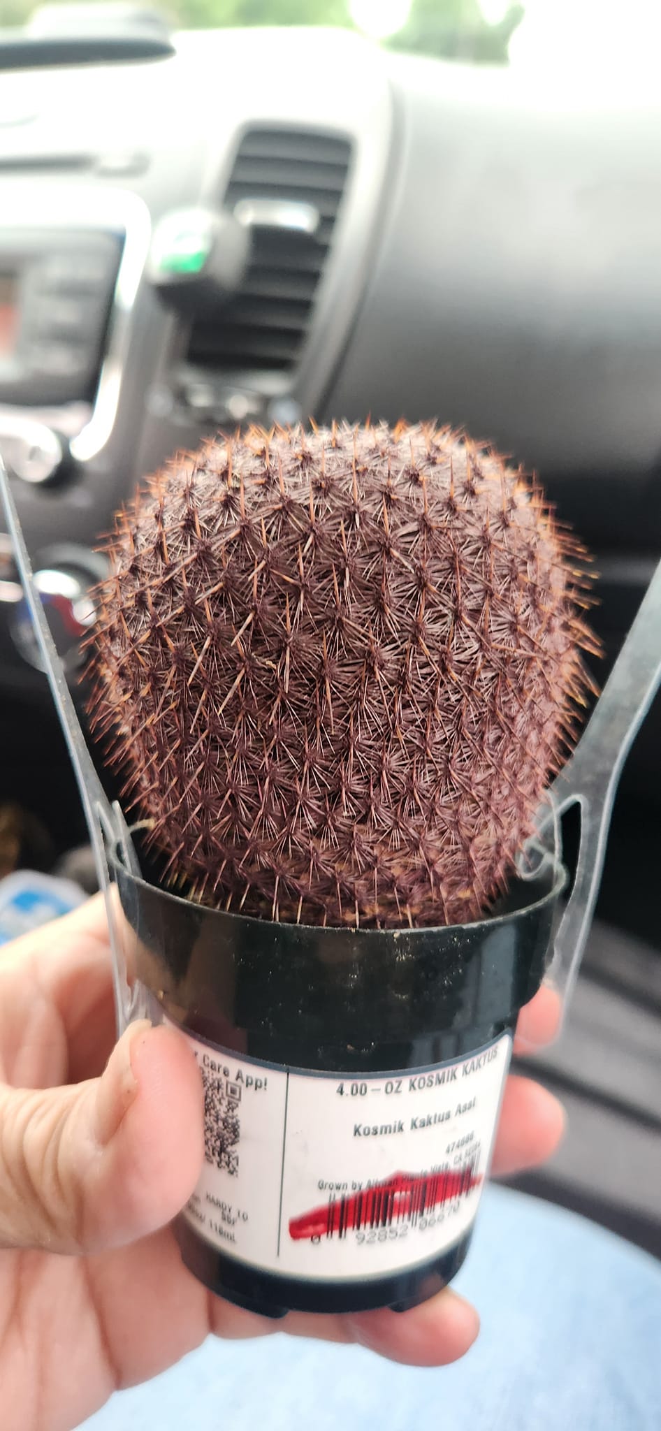 Could anyone tell me the name of this cactus please.