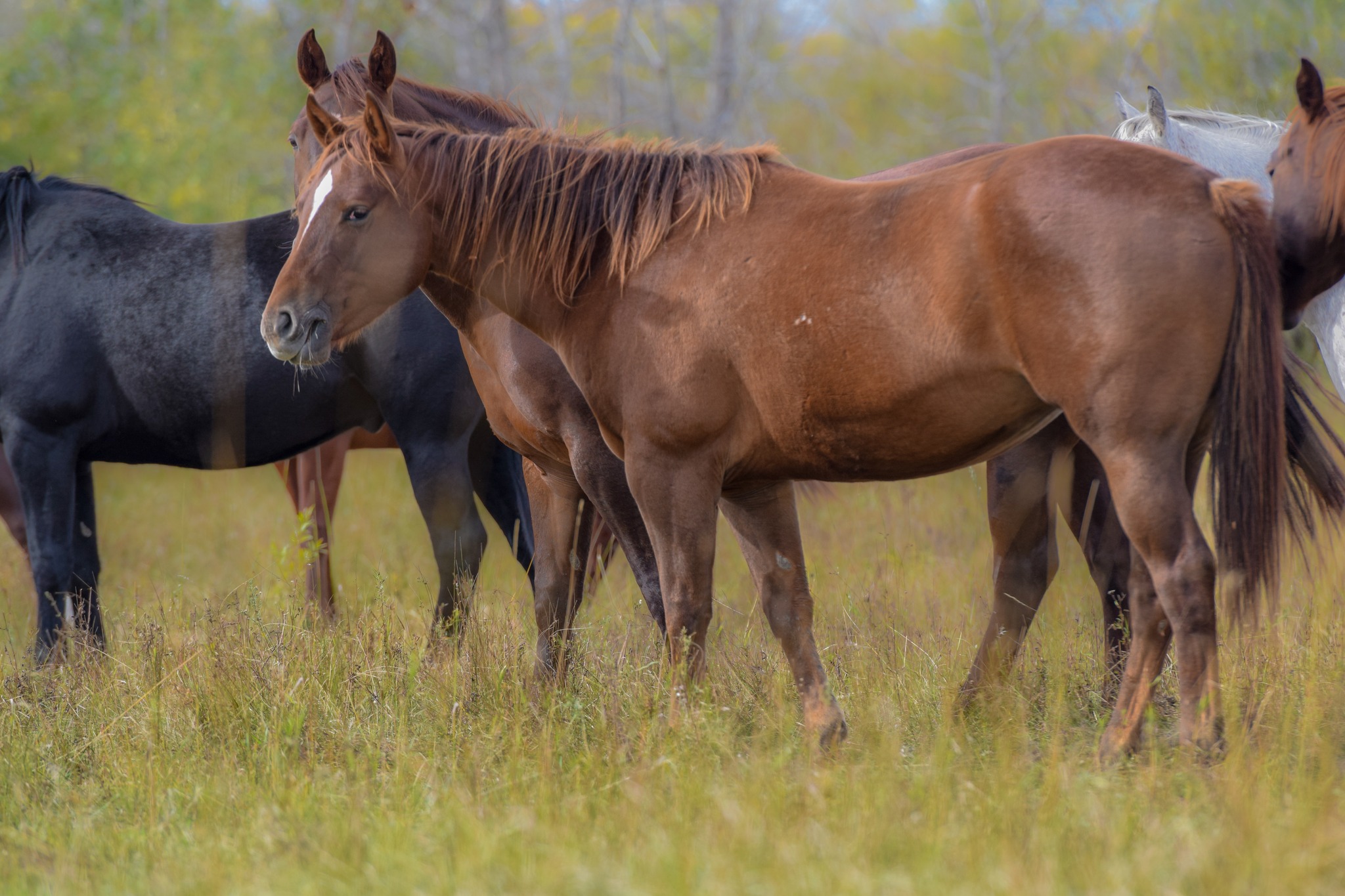 2J ranch horses - 2J ranch horses added a new photo.
