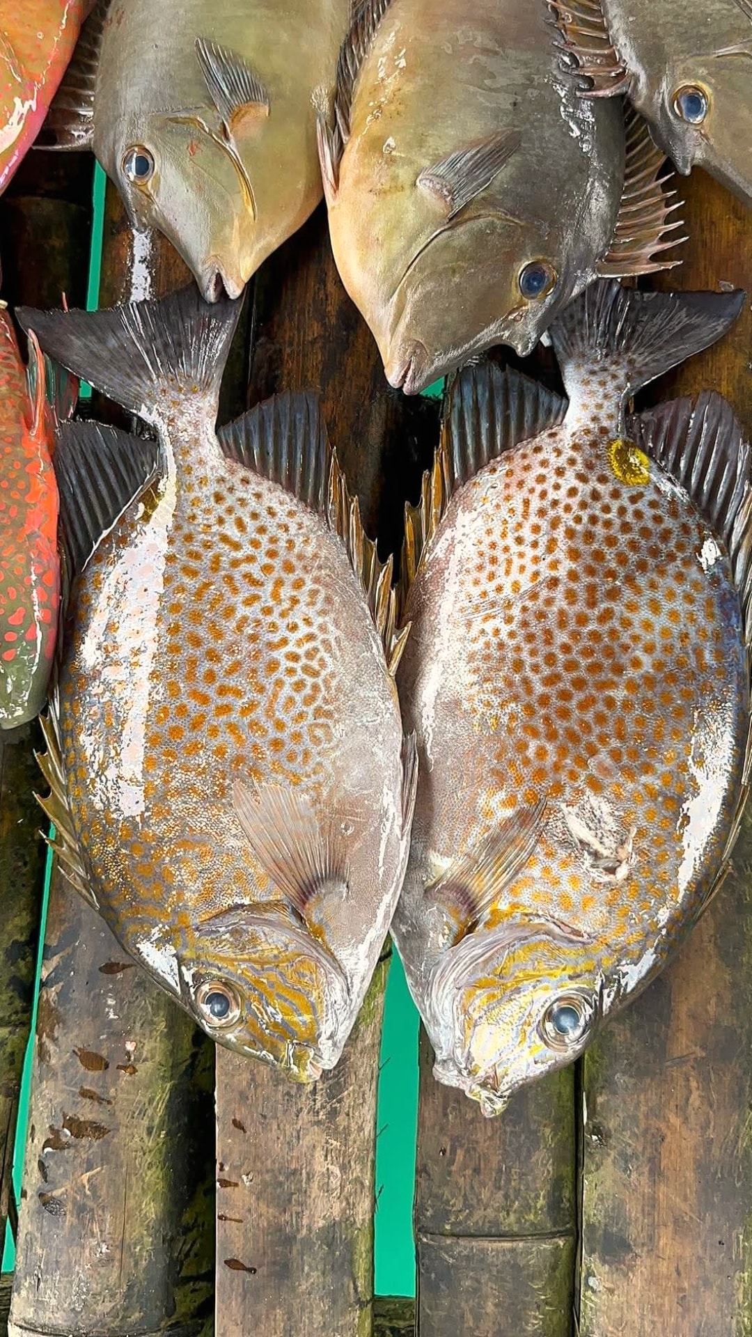 Fishpoñero - Malalapad na samaral napaka sarap kahit Anong klase Ng ...