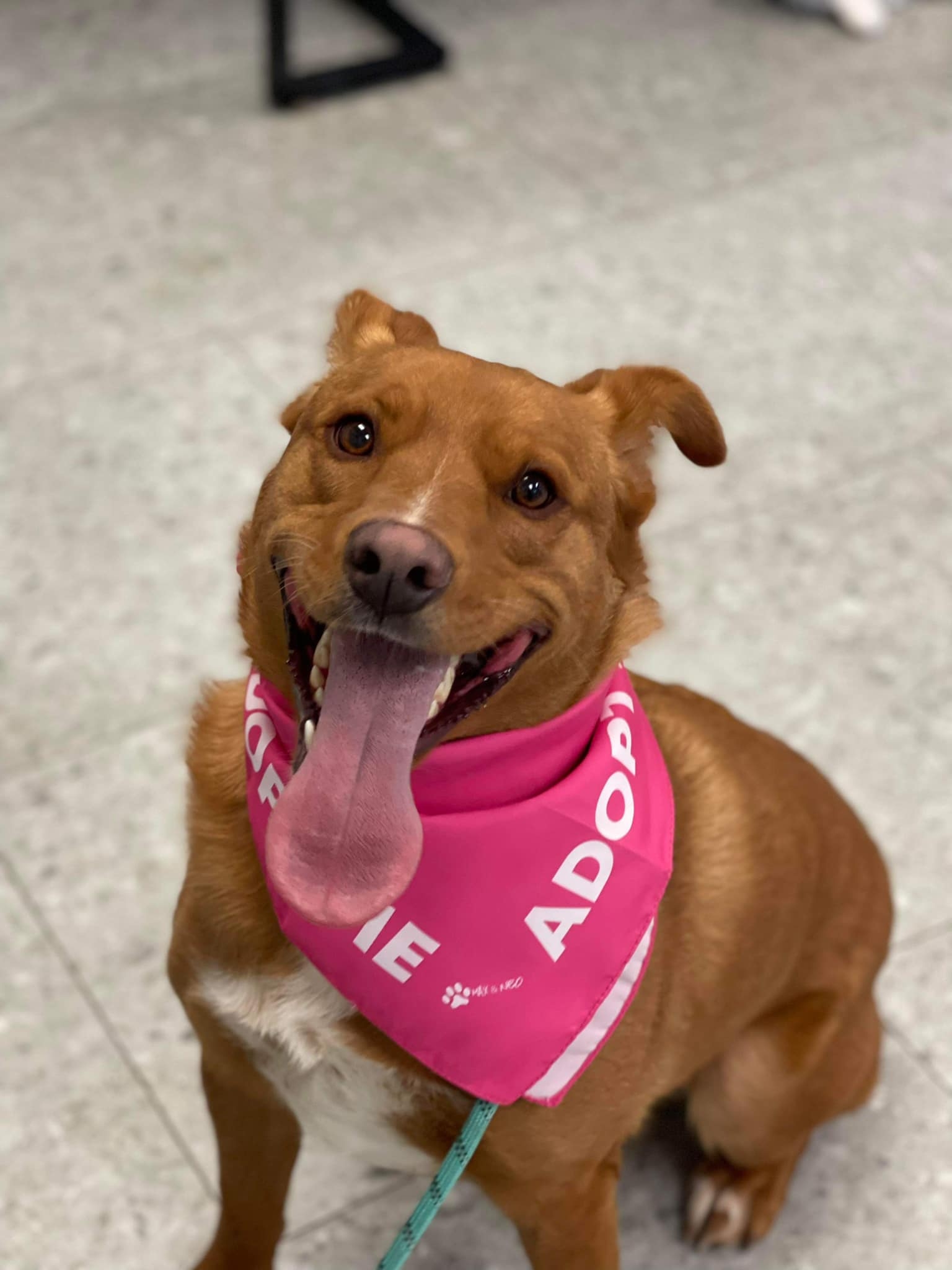 Humane Society of Warren County | Front Royal VA