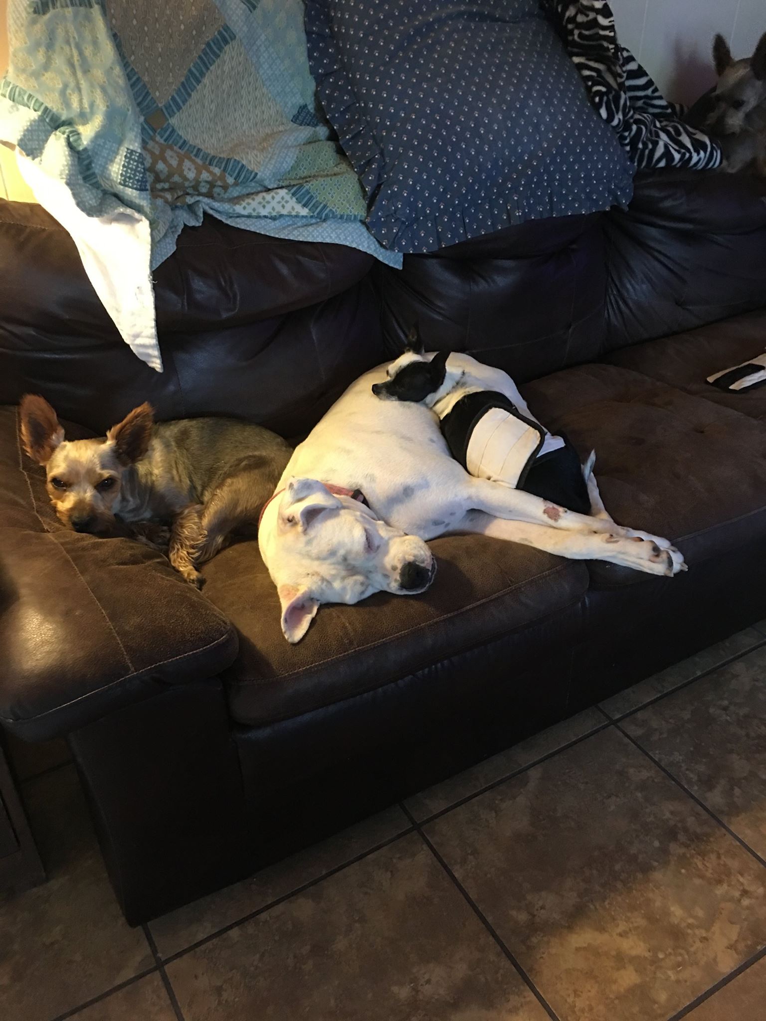 The Humane Way Humane Society