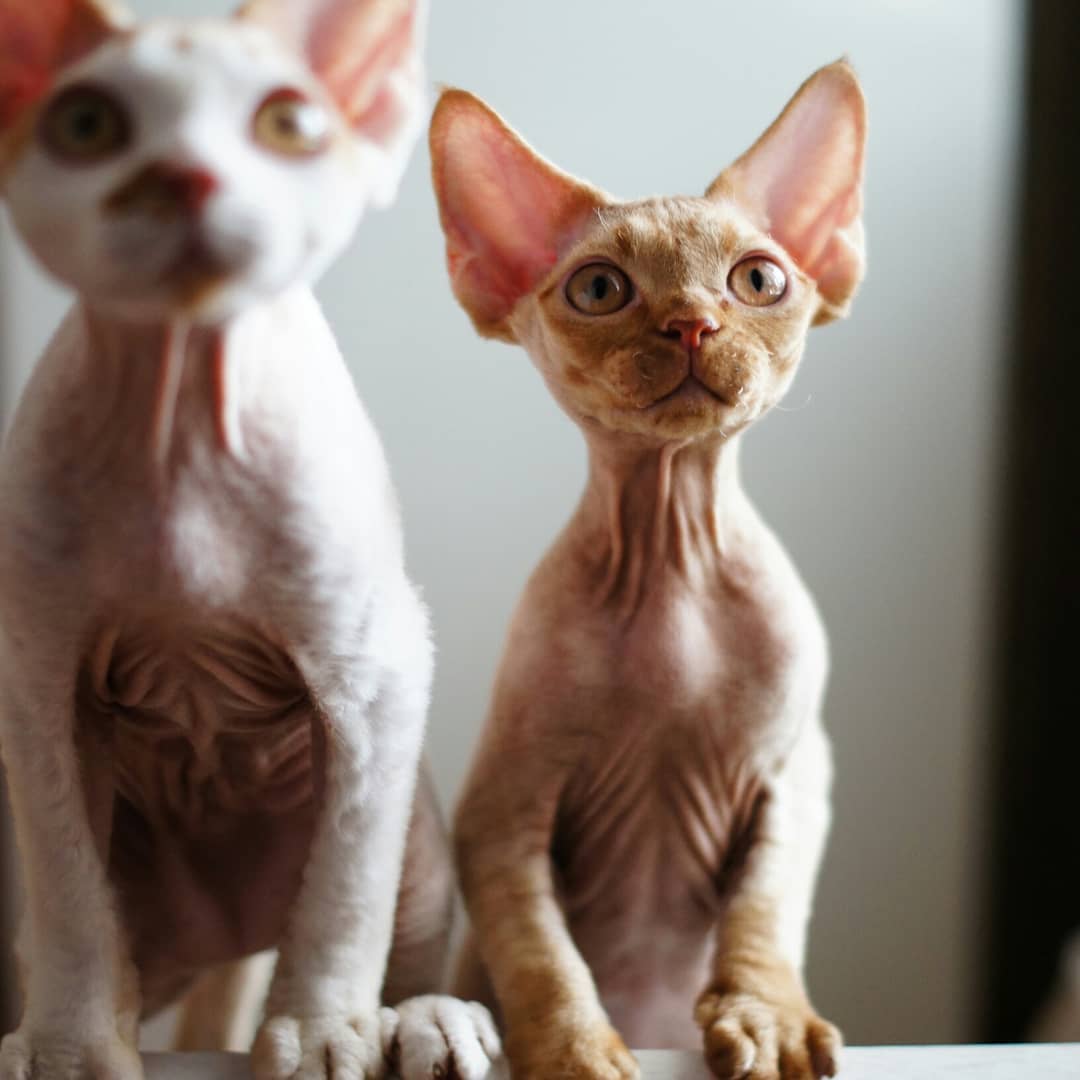 Velvet Elves Devon Rex... - Velvet Elves Devon Rex Cattery