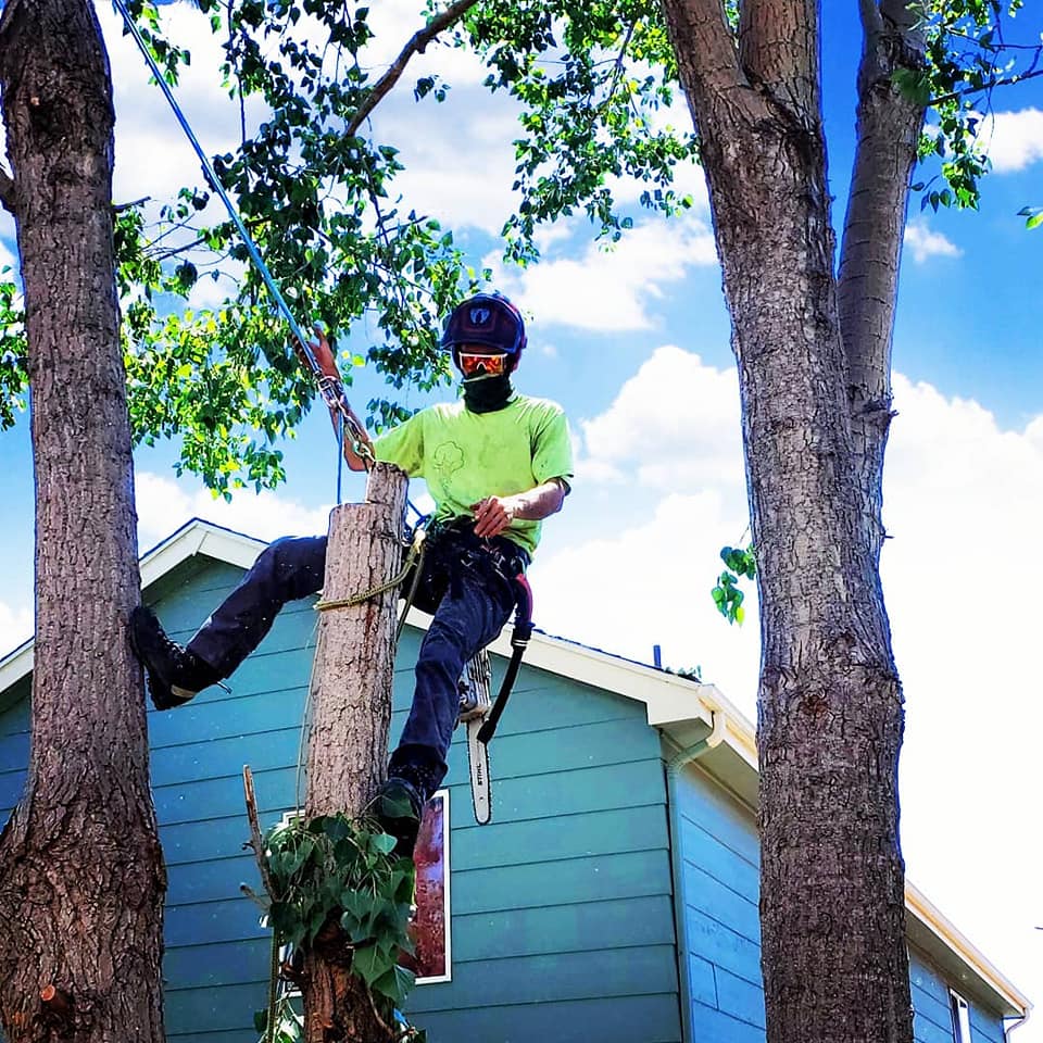 Matt's Maintenance Tree Service | Parker CO