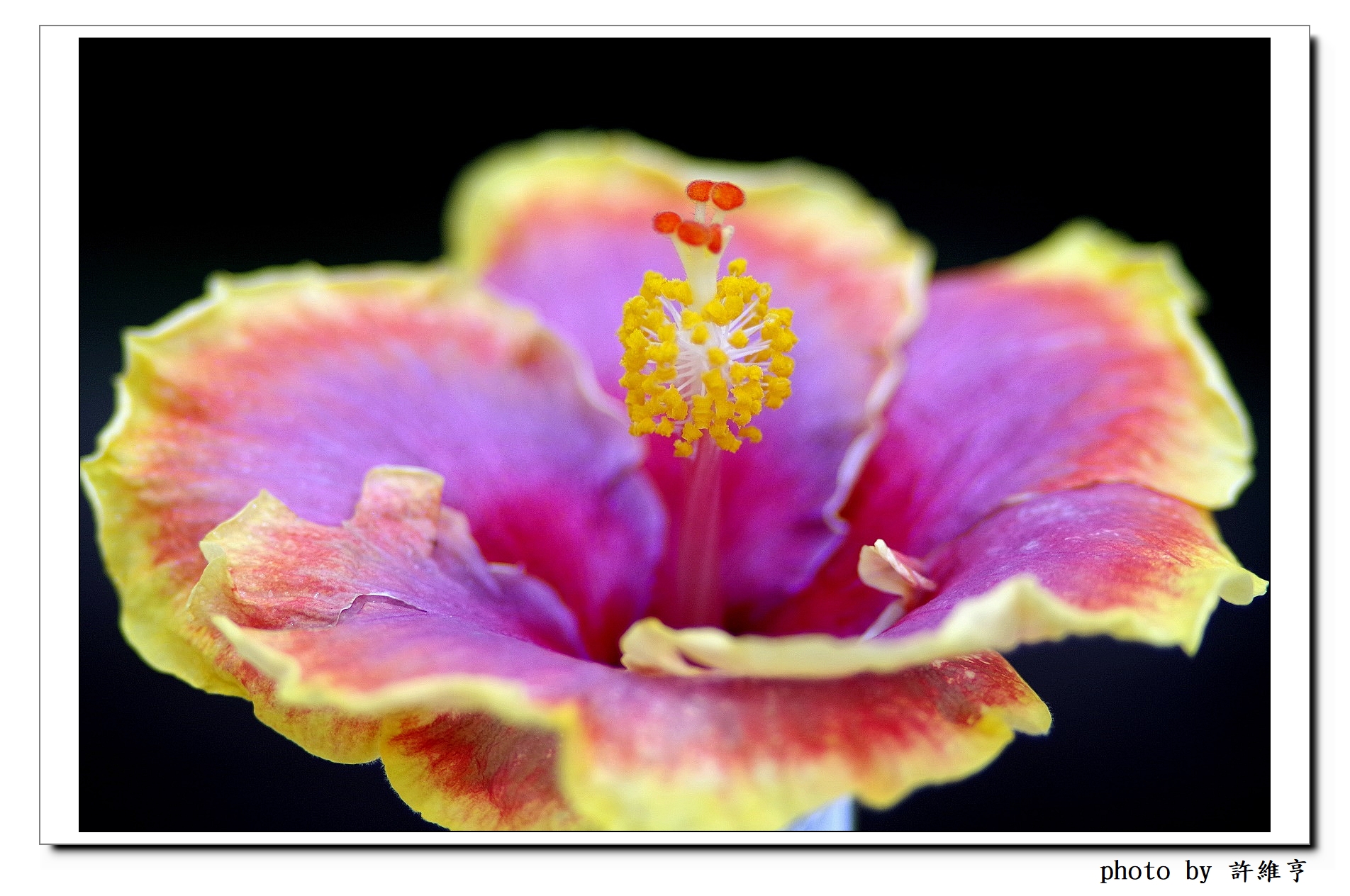 Taiwan Hibiscus Society (台灣朱槿協會) | 2024朱槿花展05-於台北典藏植物園(11.16) | Facebook