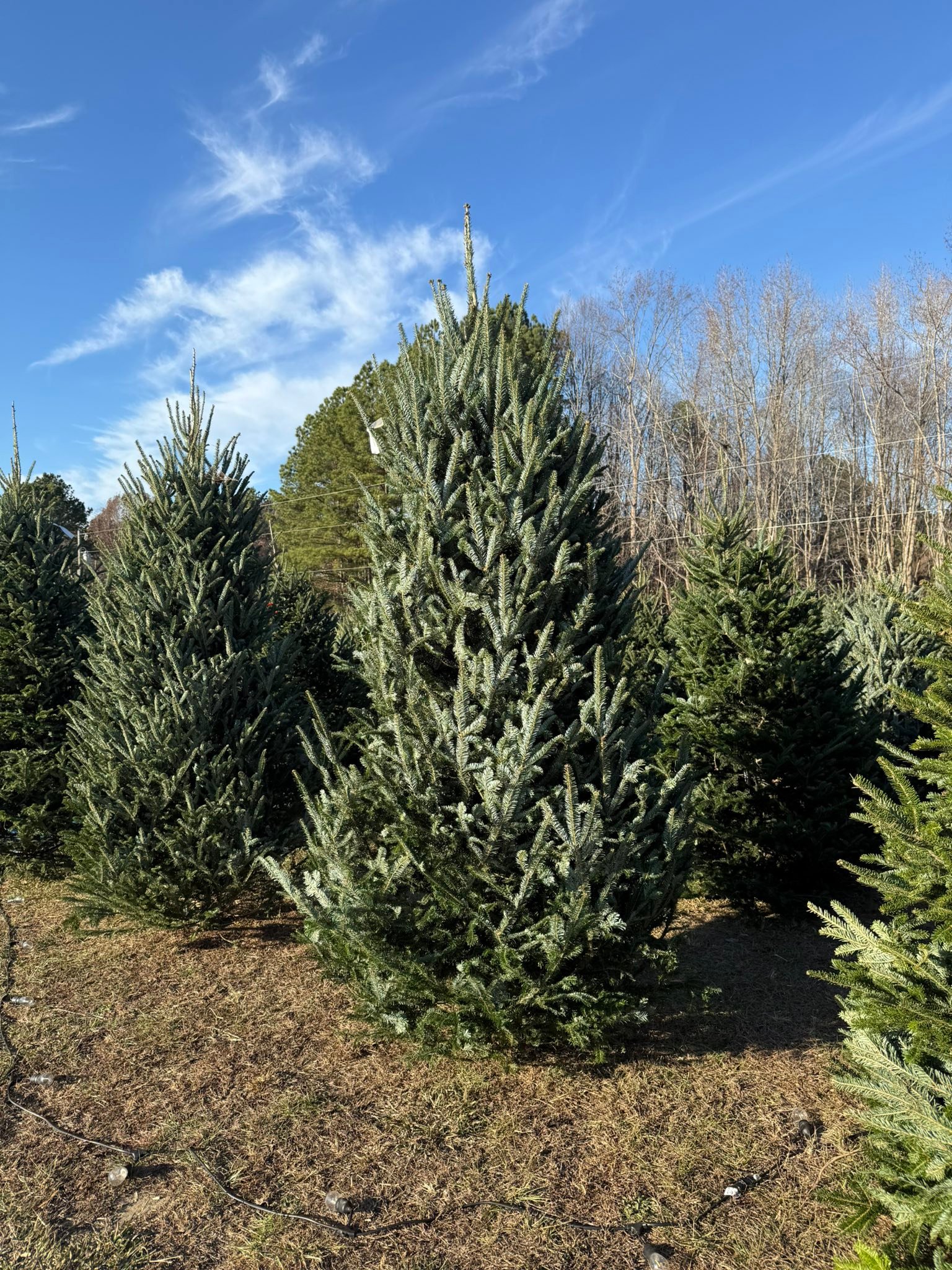 Bullock's Nursery added a new photo. - Bullock's Nursery