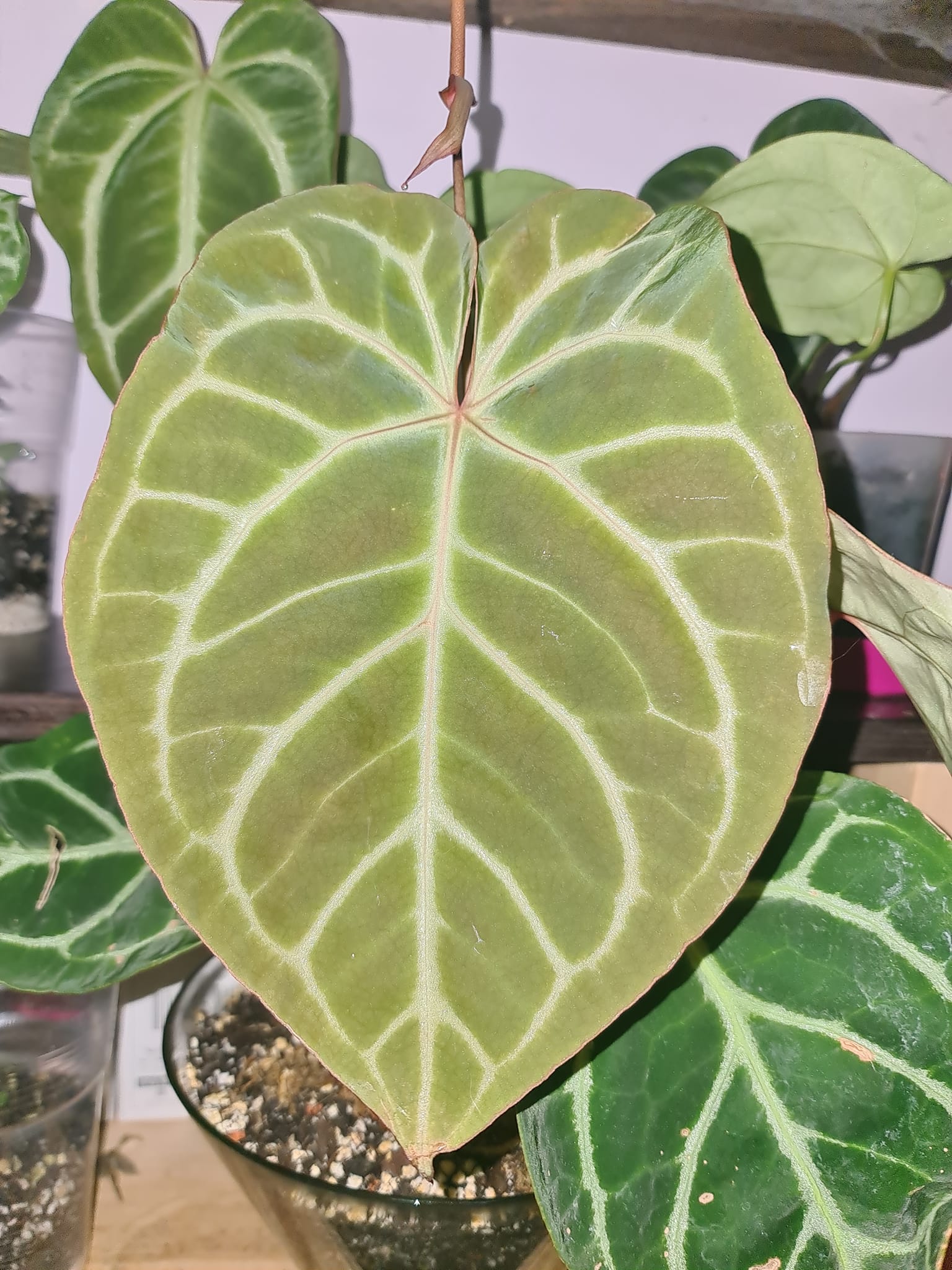 Mystique A88 x Red Crystallinum NSE ??✨