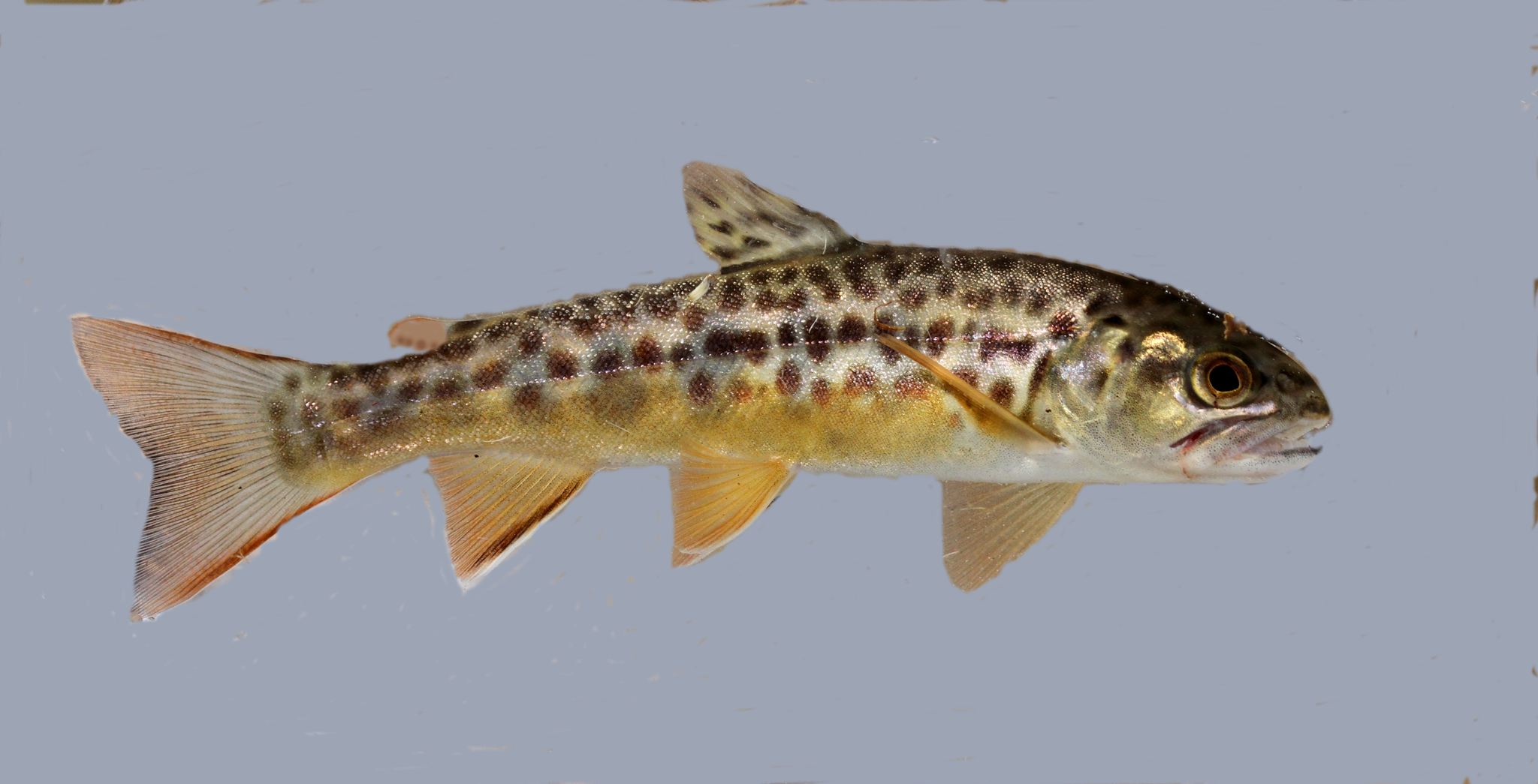 Tiger trout in southeast Wyoming
