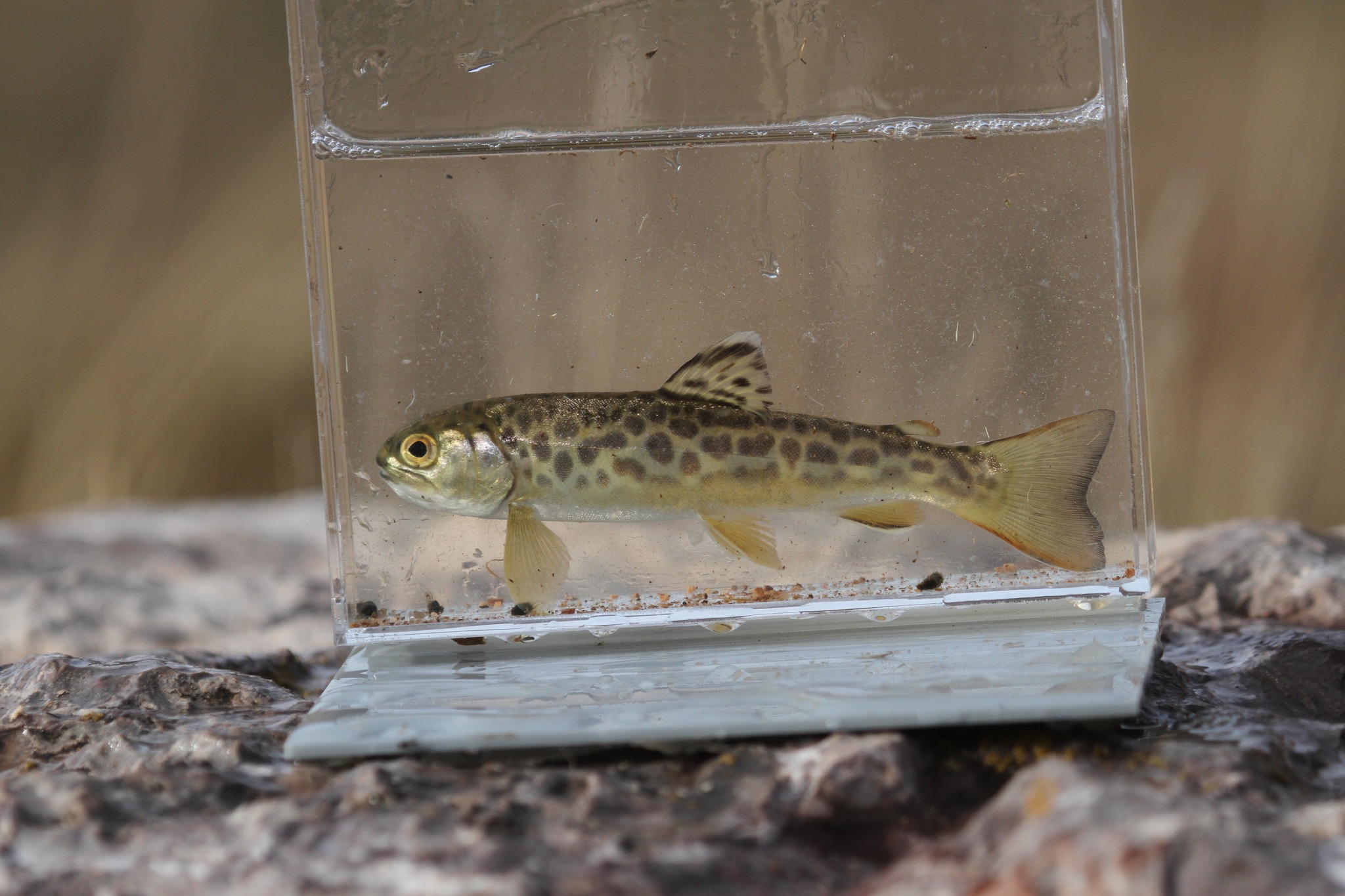 e Luks、TROUT FISHERMEN,BERK HILLS e Luks、TROUT FISHERMEN,BERK HILLS Wild Trout Fishing at 10 Mile