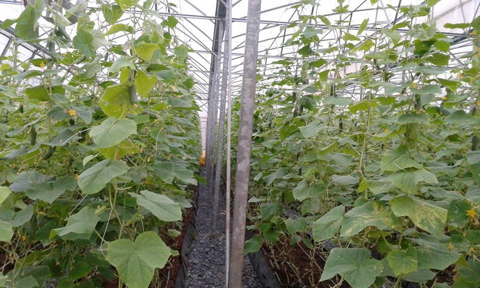 FVF Farm - Sau cơn mưa trời lại sáng Công Ty Rau Sạch Rau FVF | Facebook
