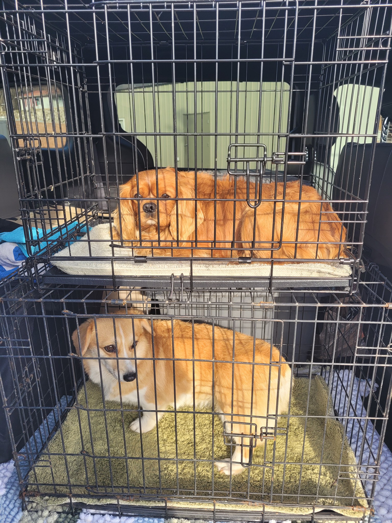 IPAW Inc - Yesterday's transport of 11. We moved some... | Facebook