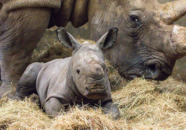 Pictures show a baby White Rhino born at a wildlife park near