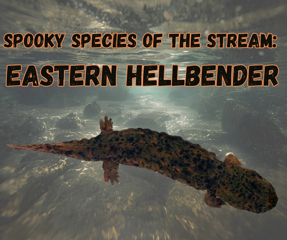 French - 👻💧Spooky Species of the Stream: Meet the Eastern Hellbender ...