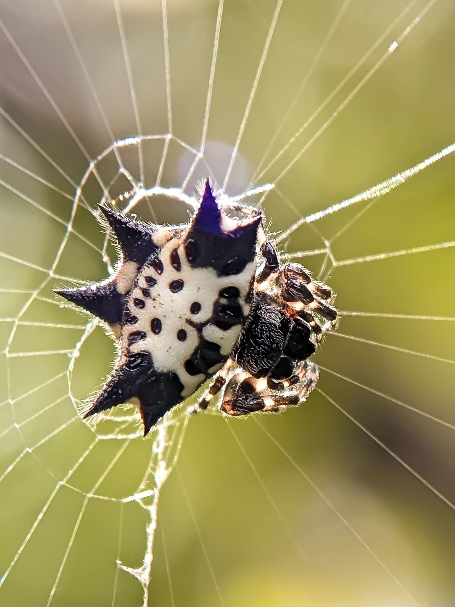 Spiny orb-weaver / Gasteracantha kuhli #spider