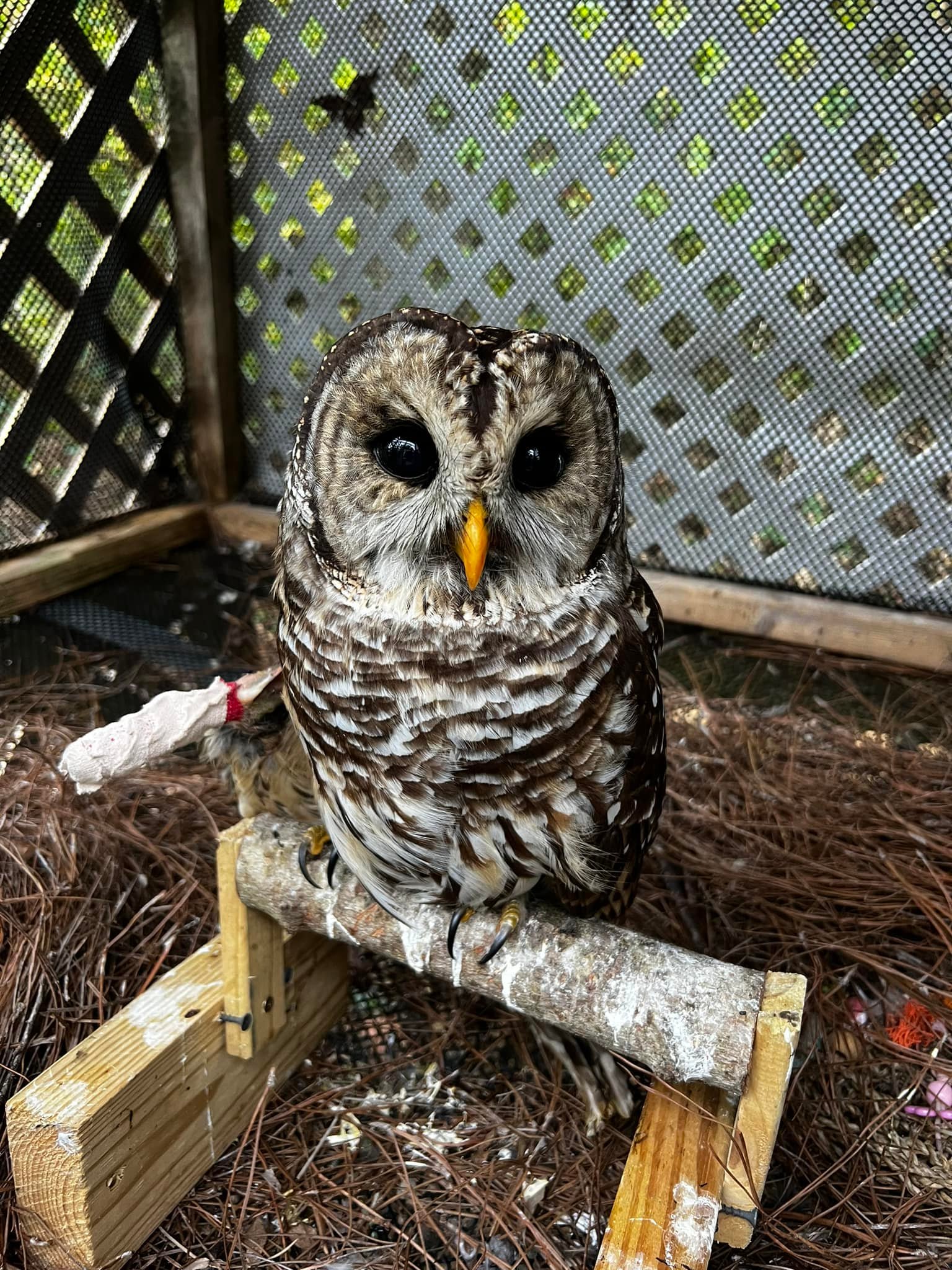 Owl Ridge Raptor Center | Washburn TN