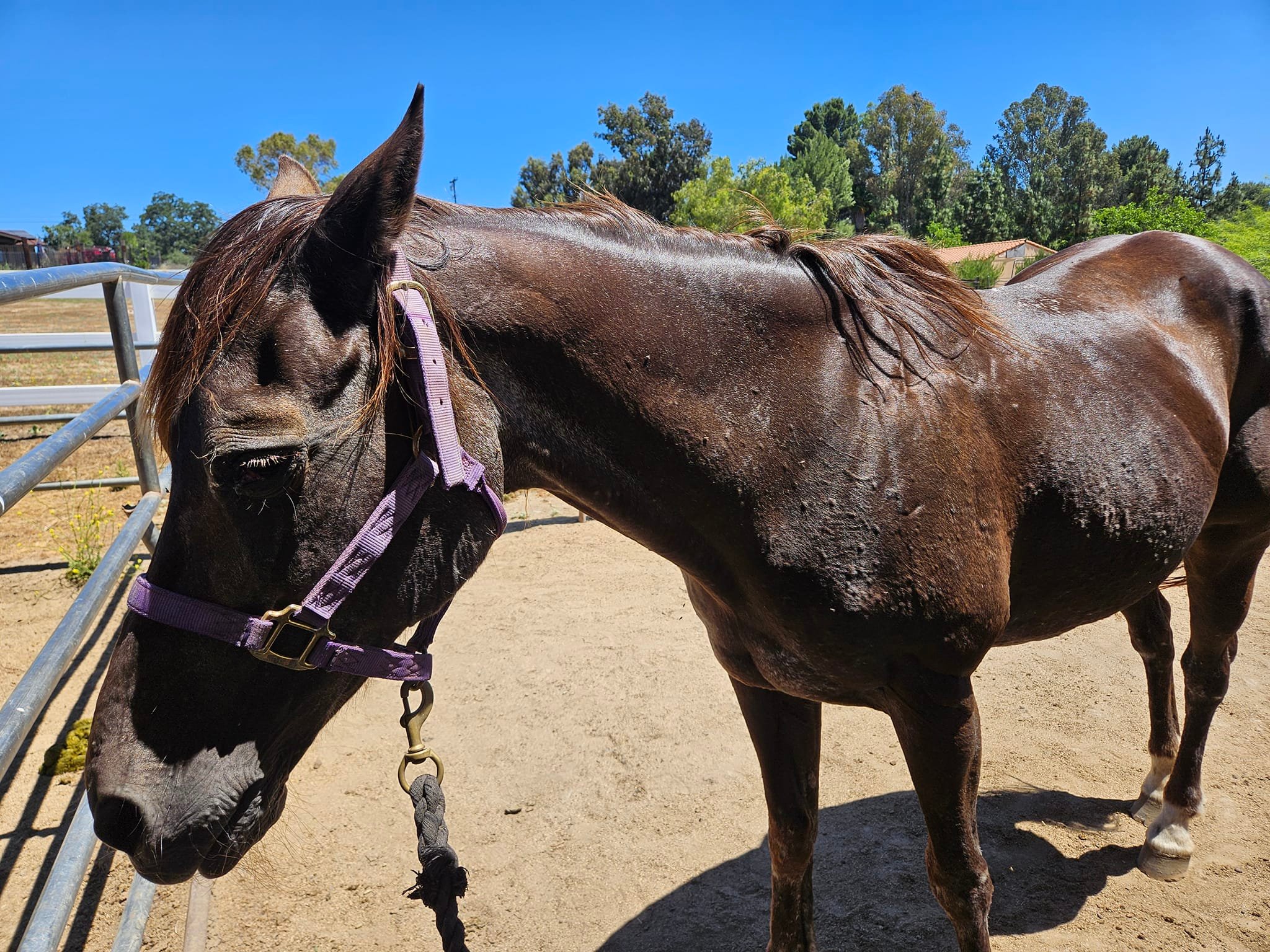 This morning brought... - Rapture's Horse Rescue Foundation | Facebook