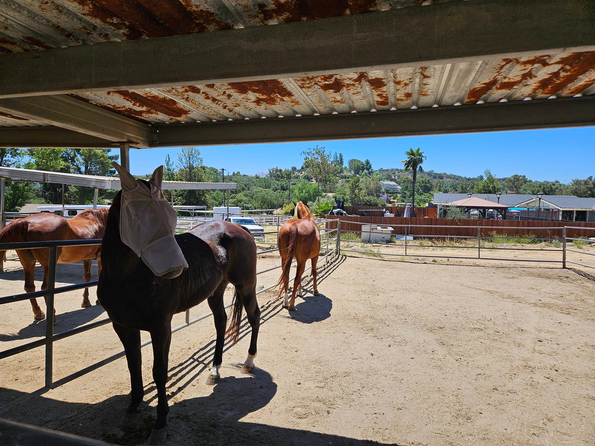 Rapture's Horse Rescue Foundation | Lakeside CA