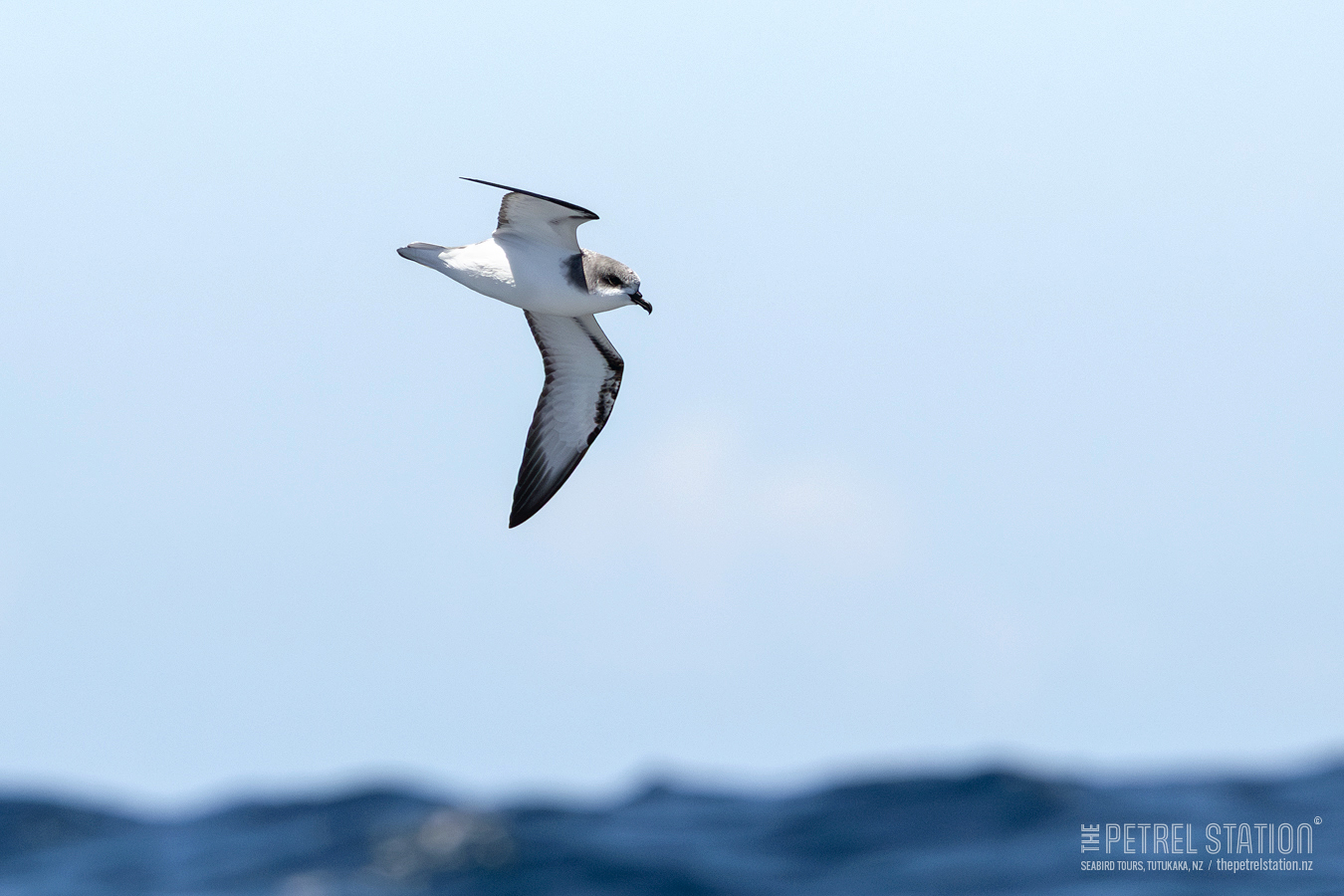 The Petrel - Pycroft's Petrel – The Petrel Station seabird tours ...