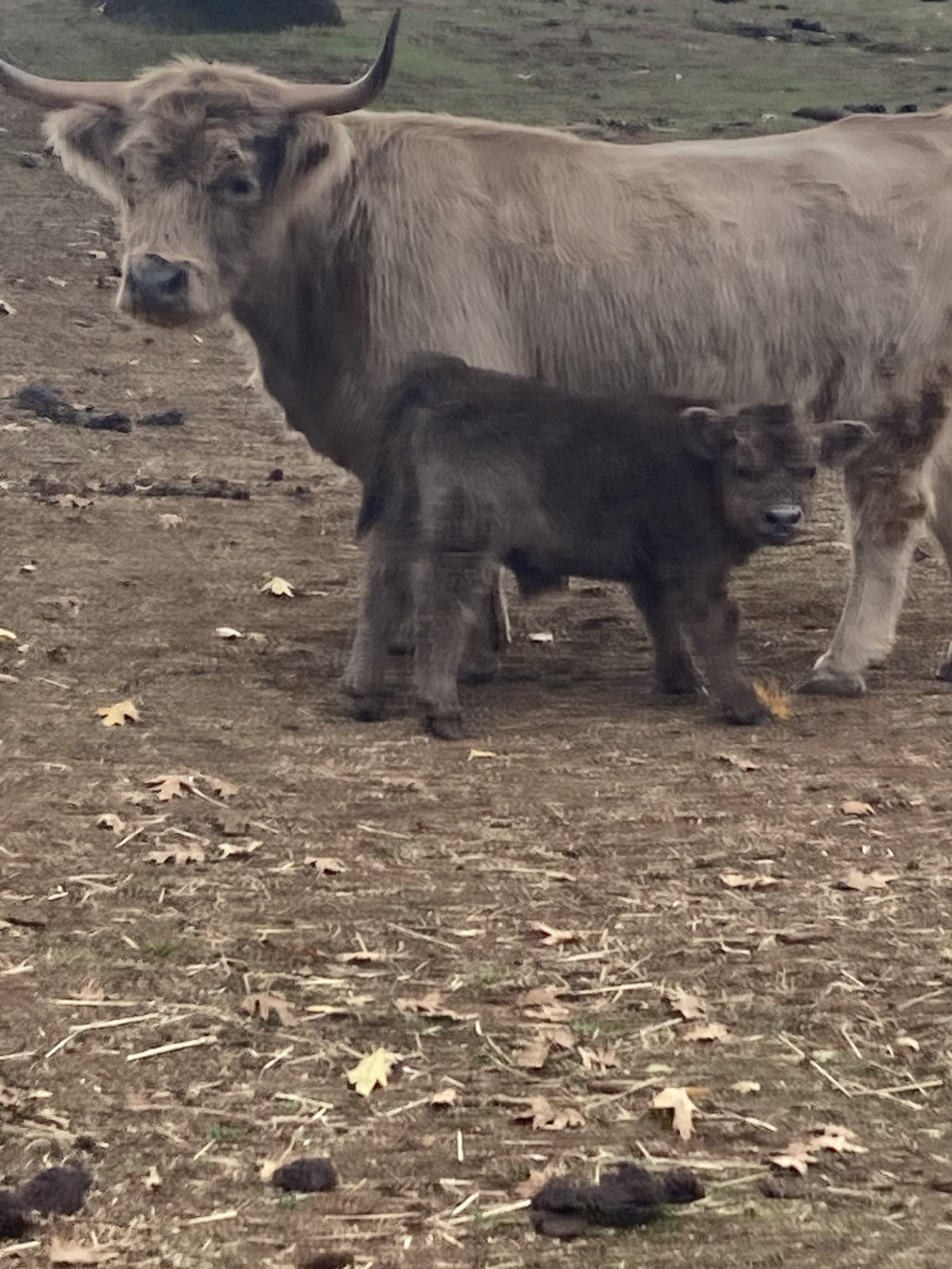 Snyder Ranch - Miniature Highlanders