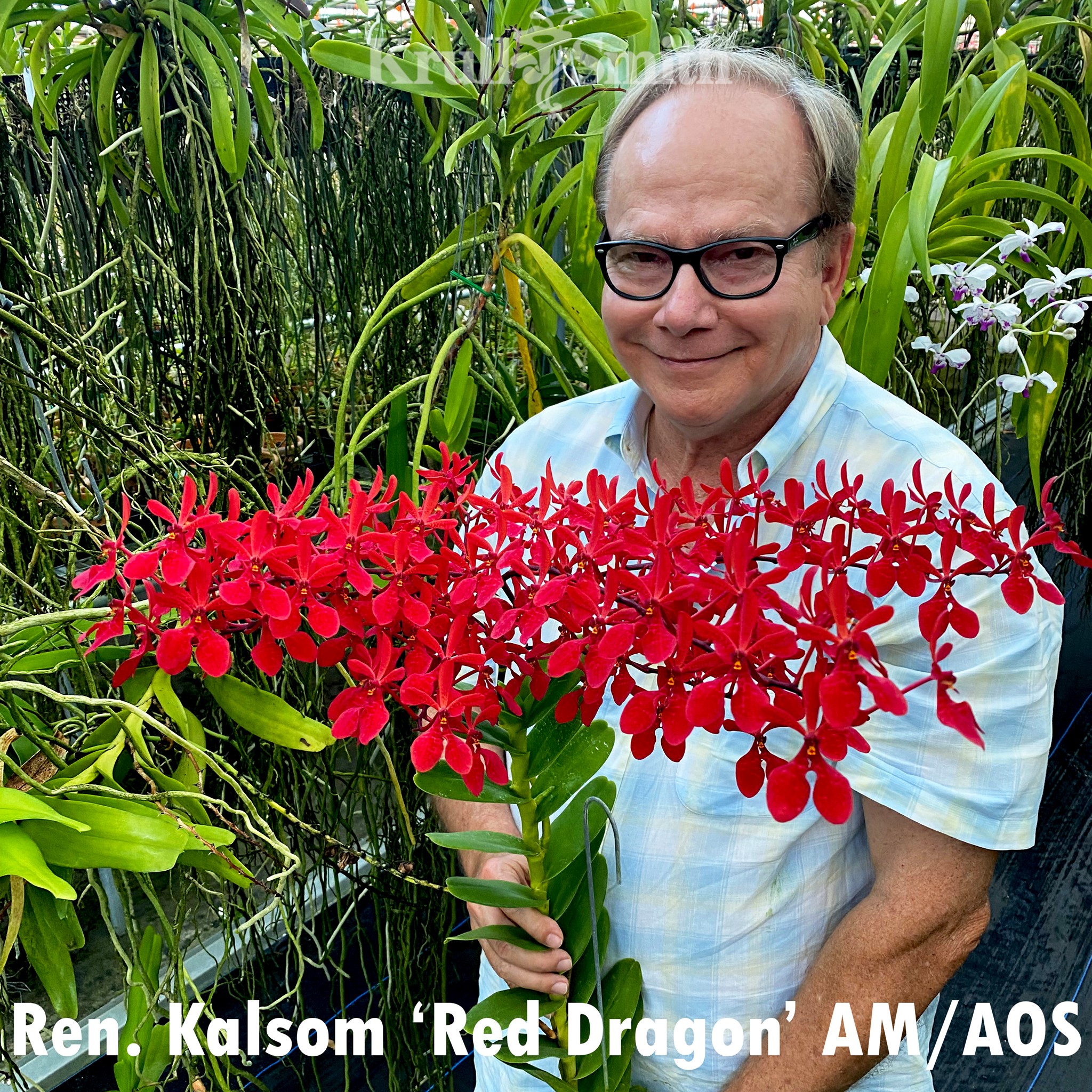 Krull-Smith hosts Apopka International Fall Orchid Festival