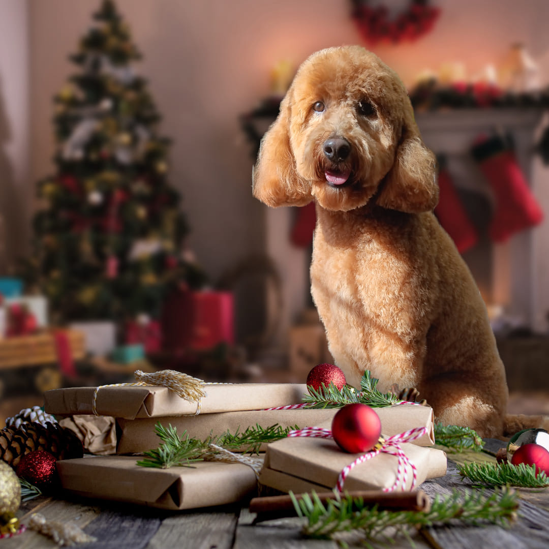 Swift Creek Pet Resort