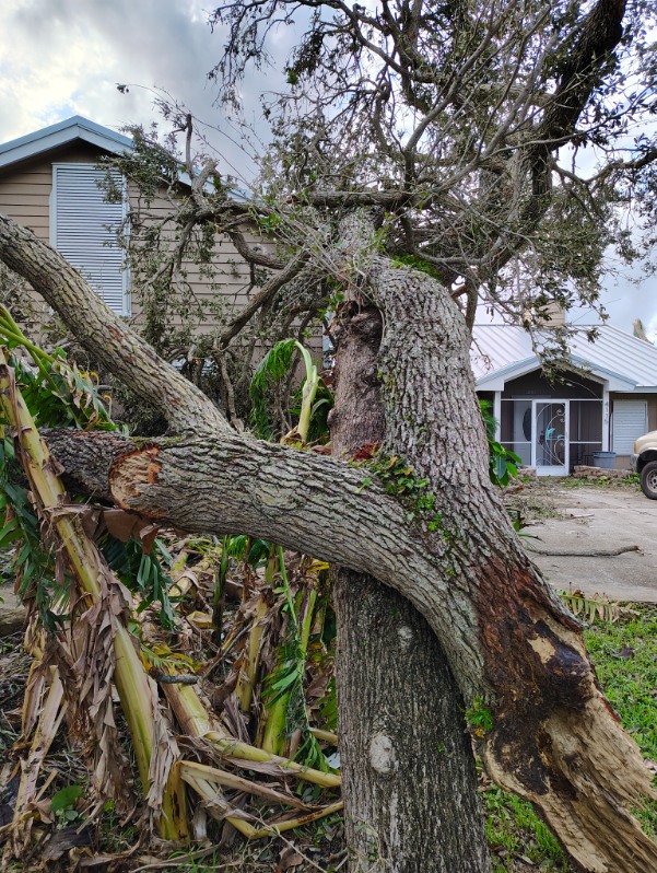 Treasure Coast Tree & Land Services | Vero Beach FL