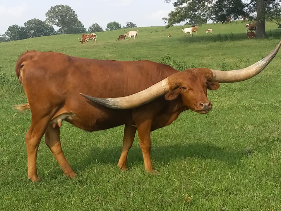 Cattle Call Ranch