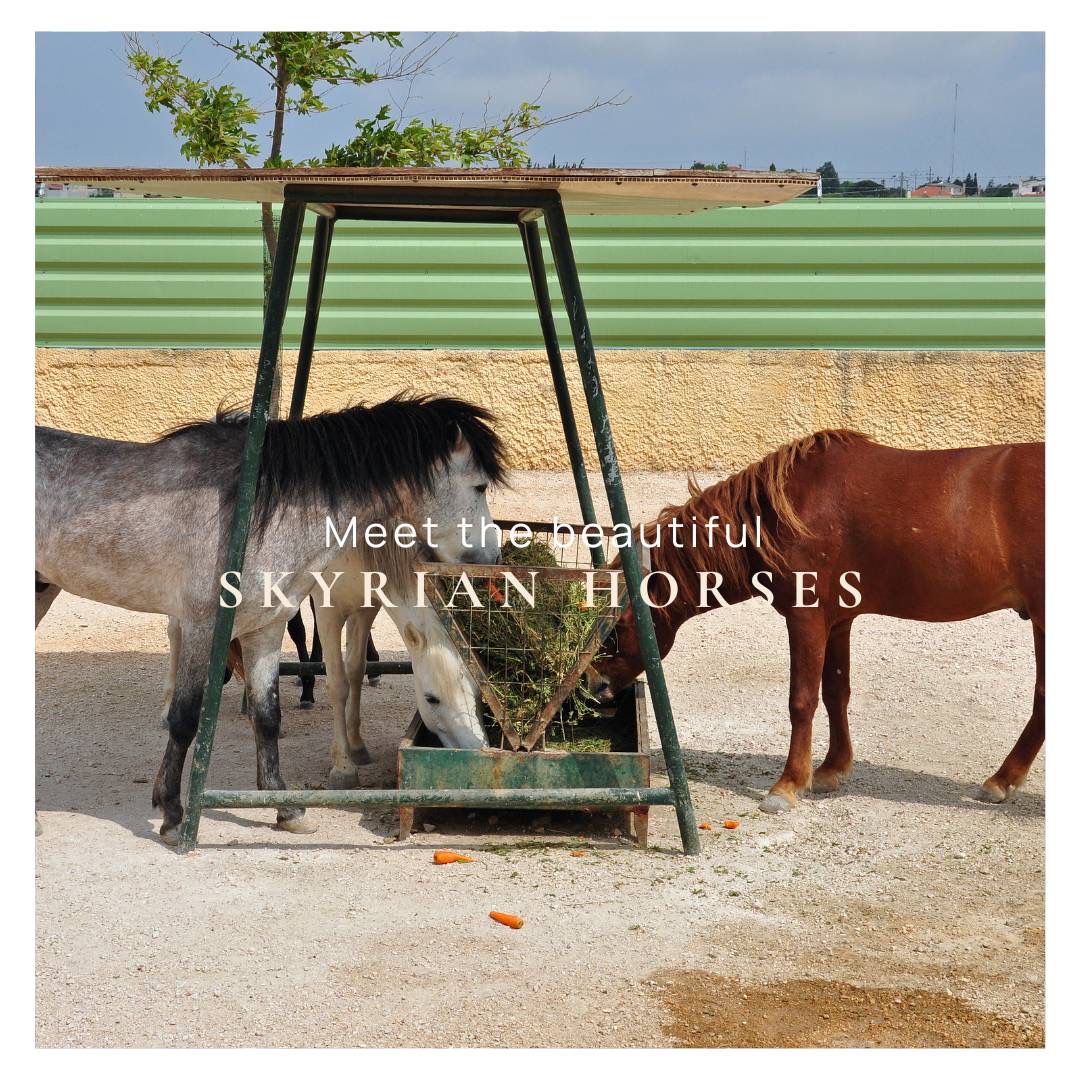 Skiros Palace Hotel - 🐴Meet the majestic Skyrian horses at Skiros ...
