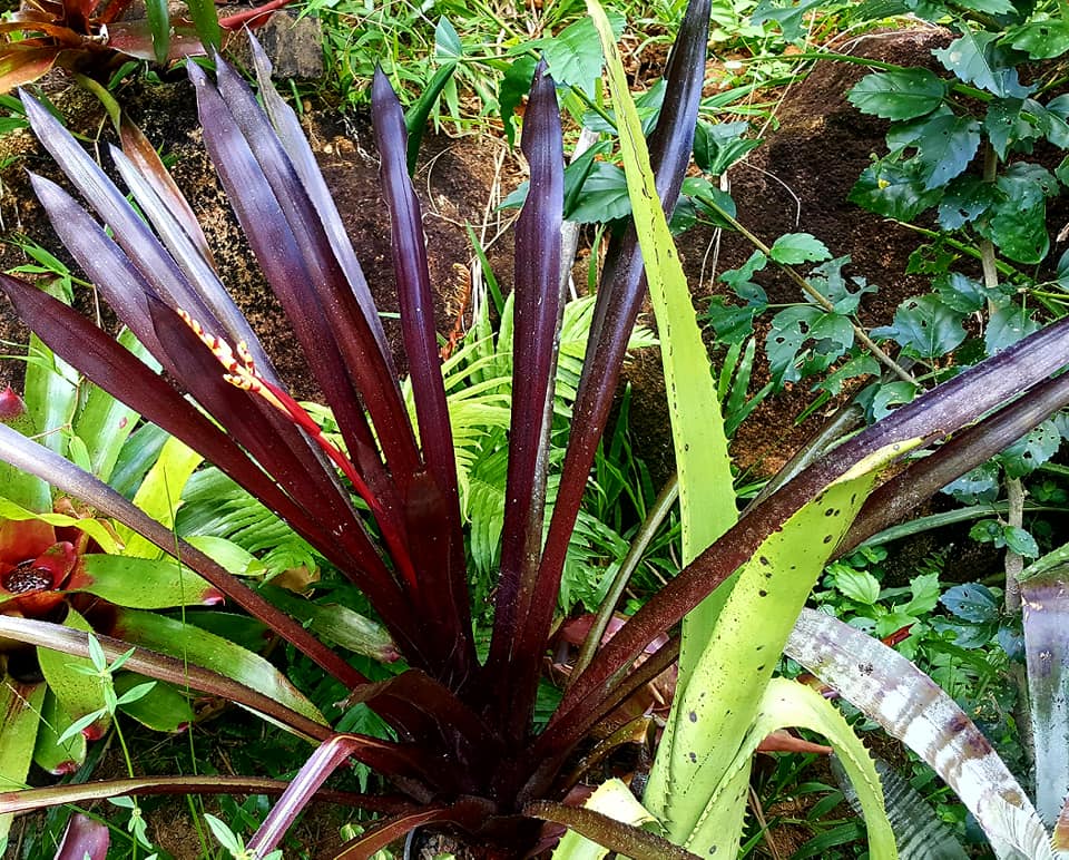 Aechmea . ??? Plant from Black Ice Seeding Select