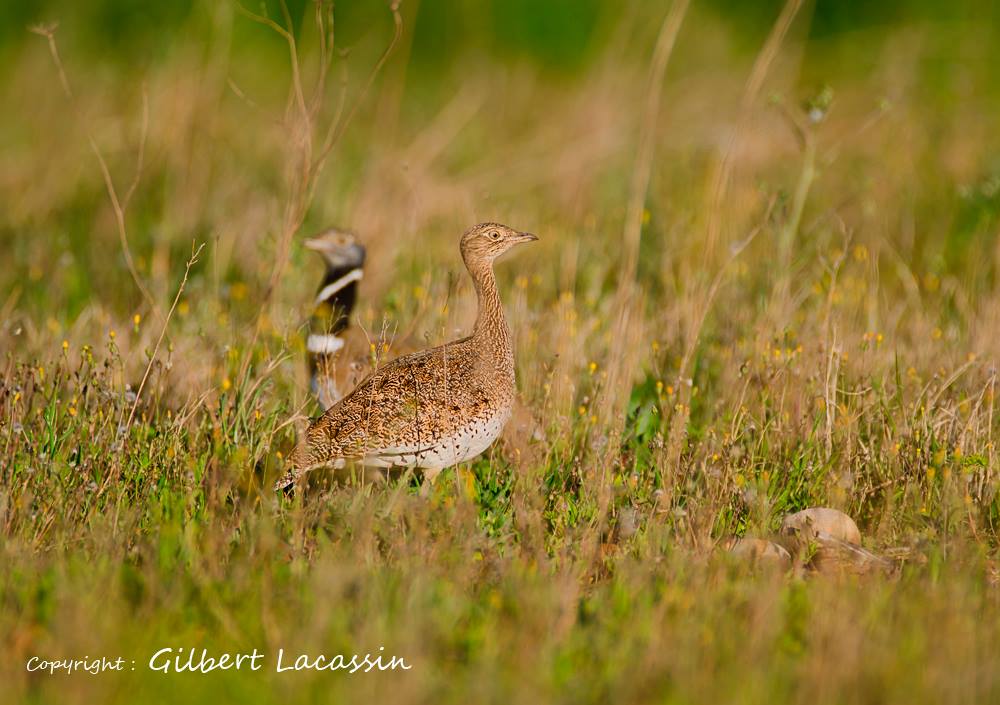 COGard - Centre Ornithologique du Gard - La commission européenne lance ...