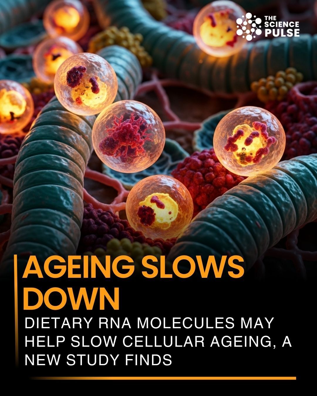 The Science - New research suggests that RNA molecules obtained through ...
