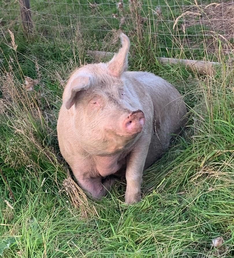 Eat Plants Not Pigs