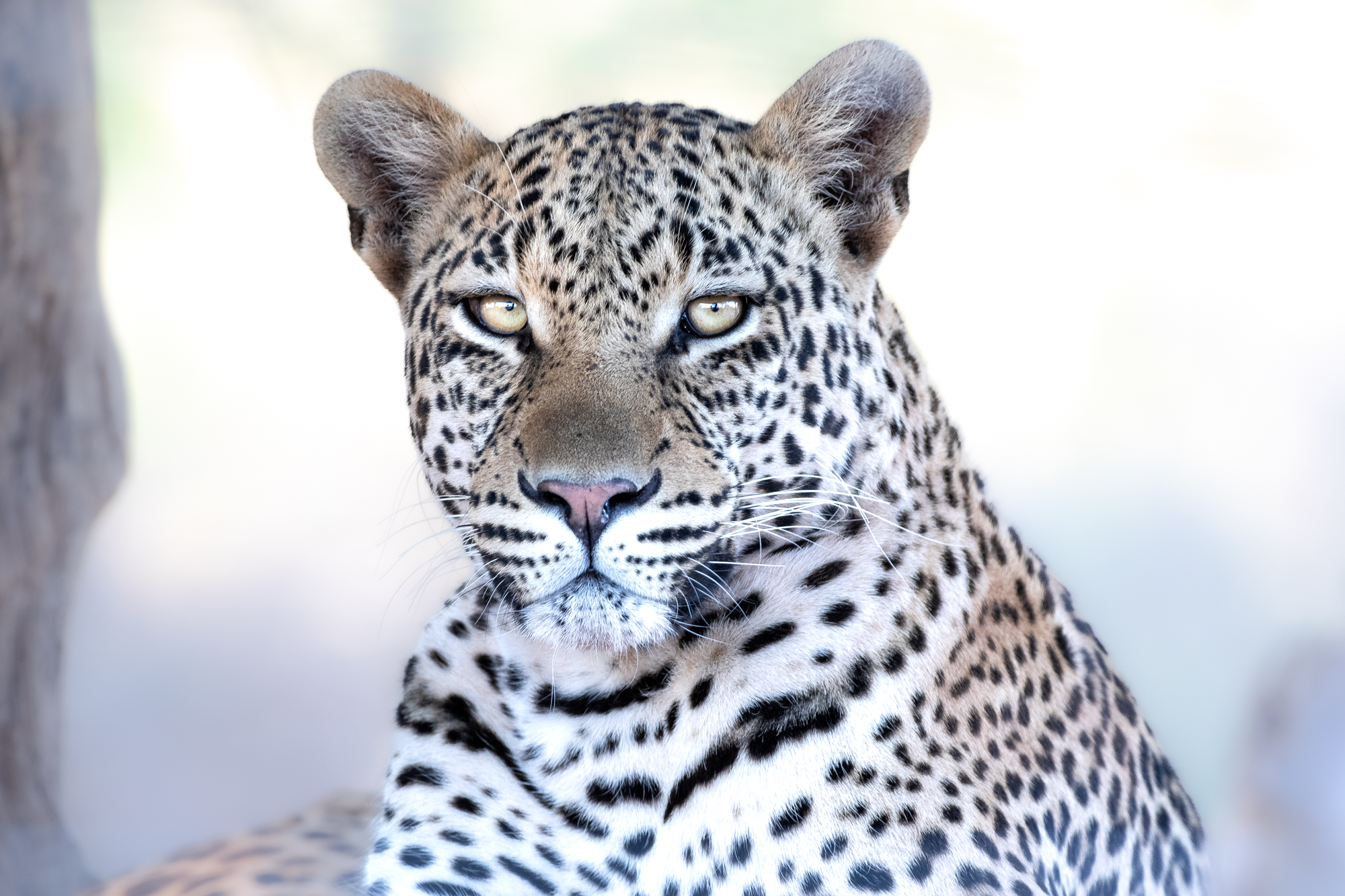 Muddy Trail Camera: Capturing Wildlife's Untamed Beauty