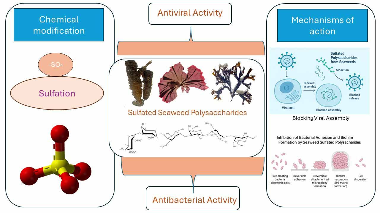 💡 This review explores the structural... - Marine Drugs MDPI | Facebook