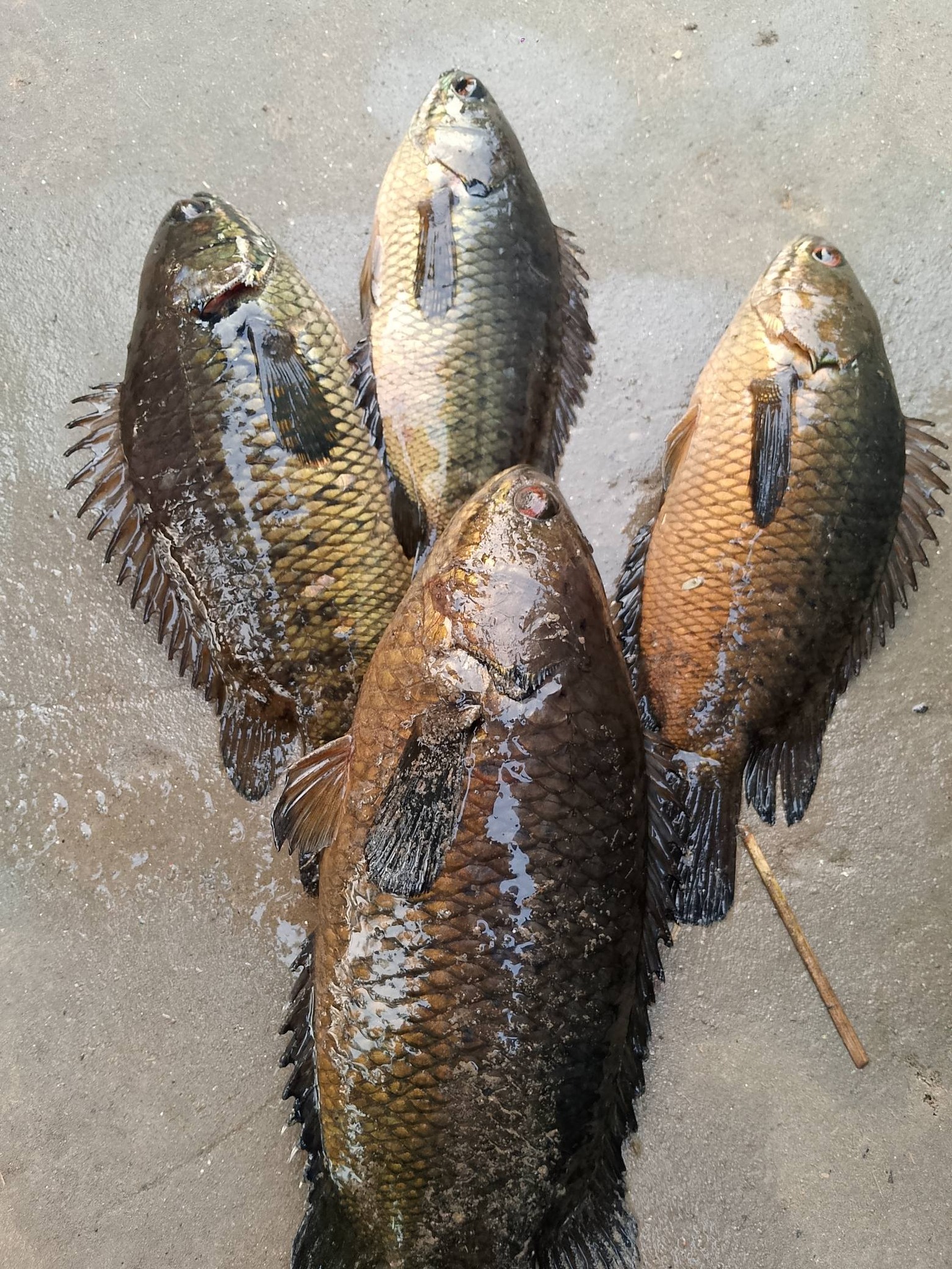 JashoreFish