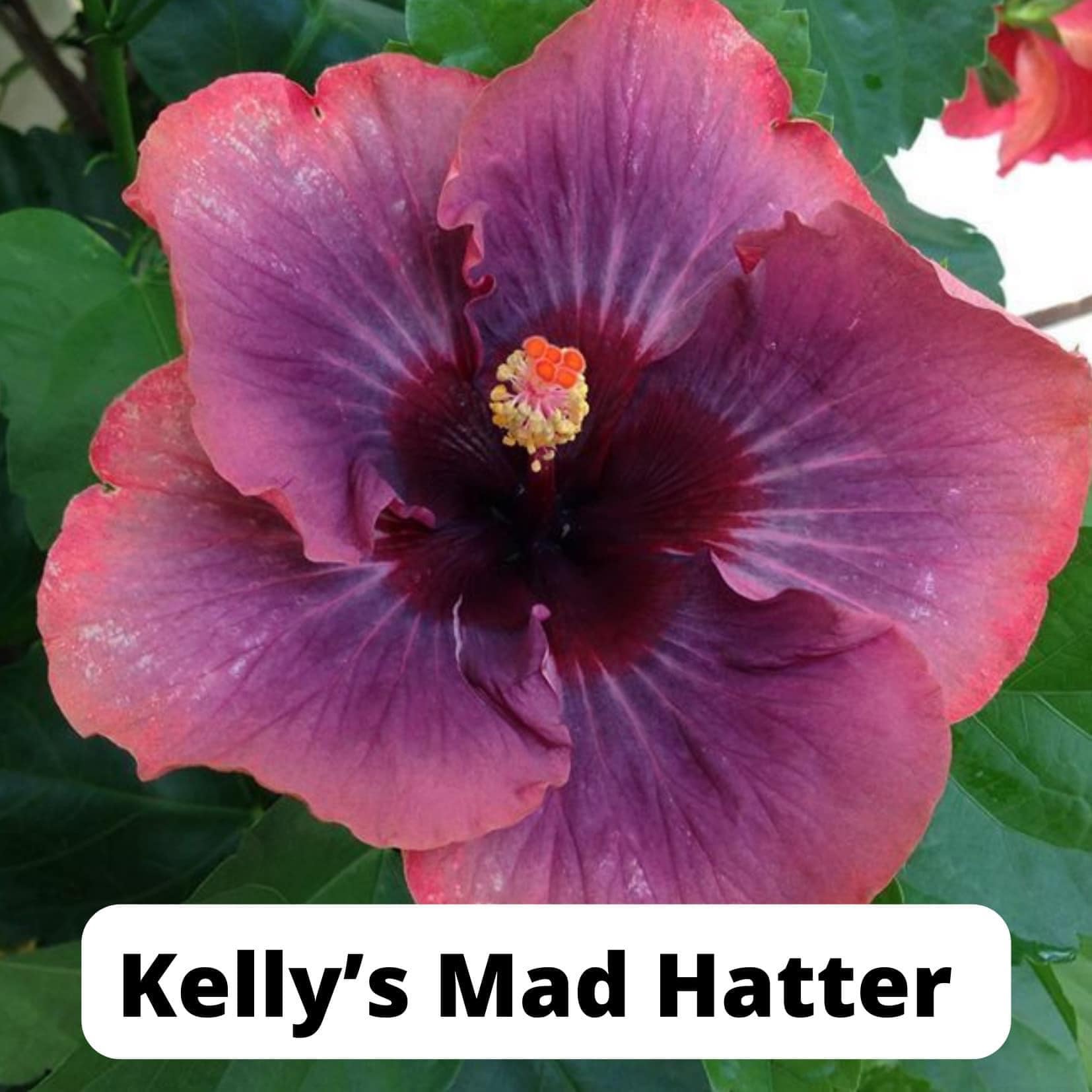 How gorgeous is this bloom? I love... - Hibiscus Country | Facebook