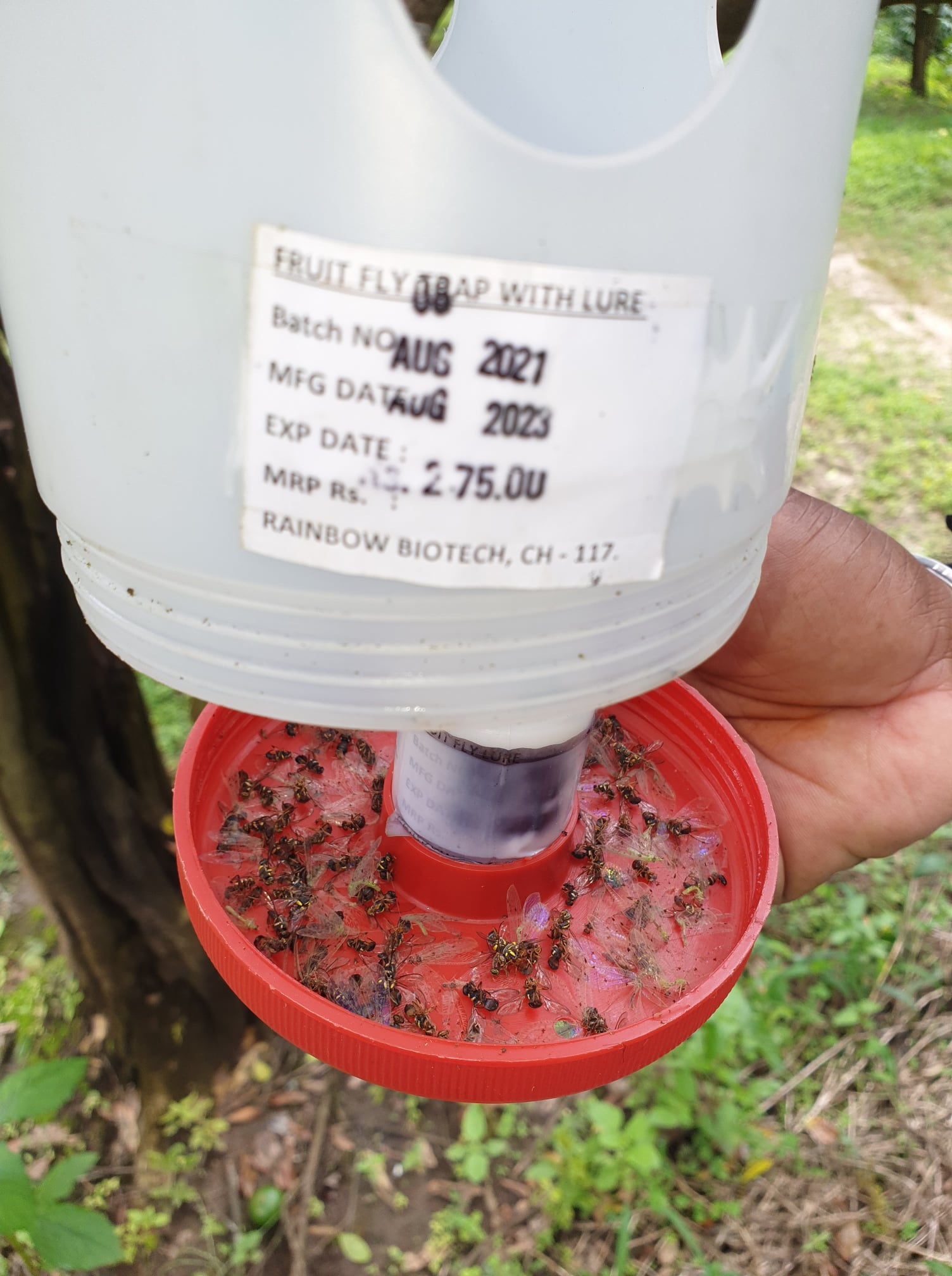 Insect damage to Oranges is a major... - K. C. Mandanna & Co