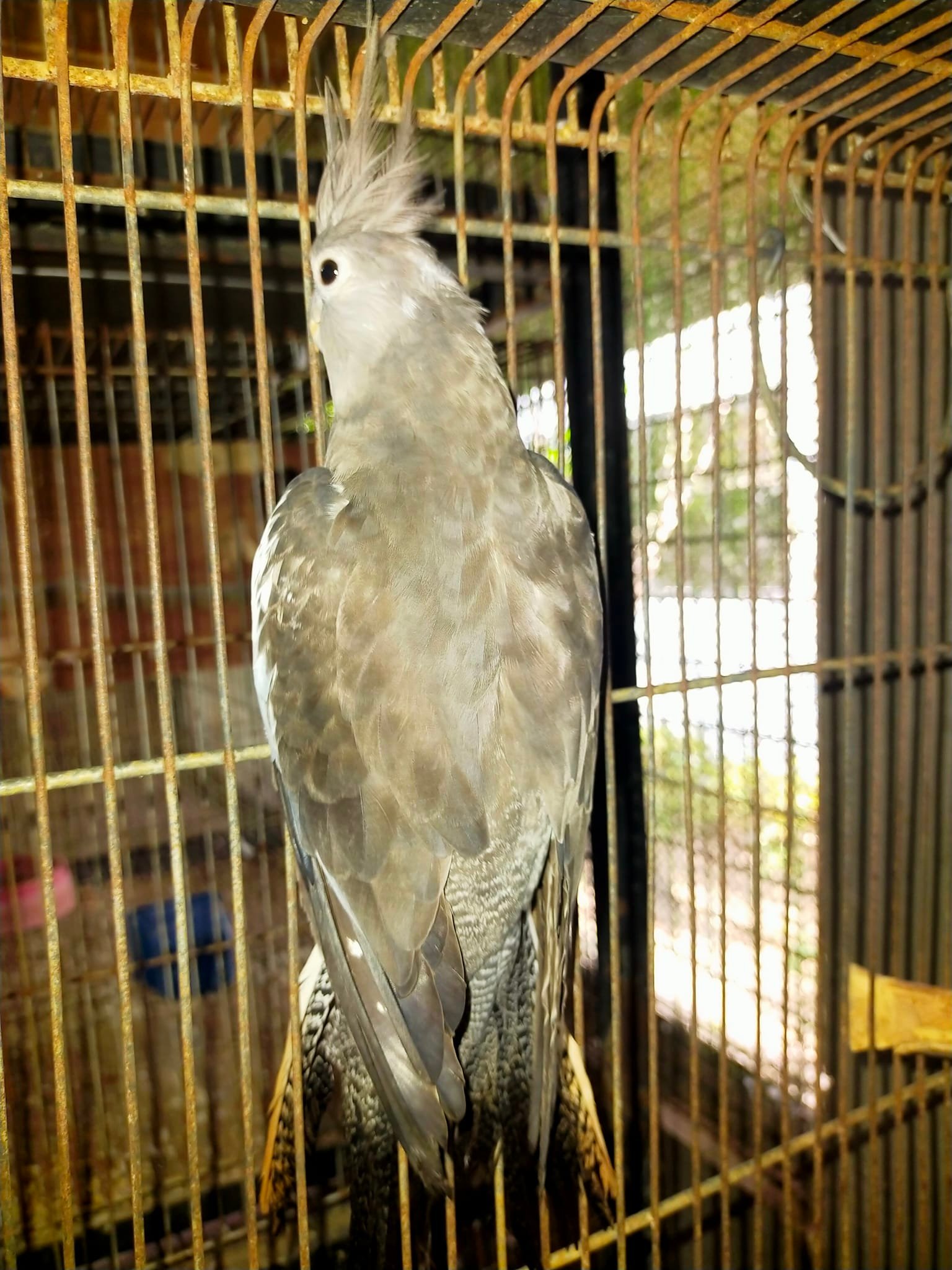 Temuk Aviary