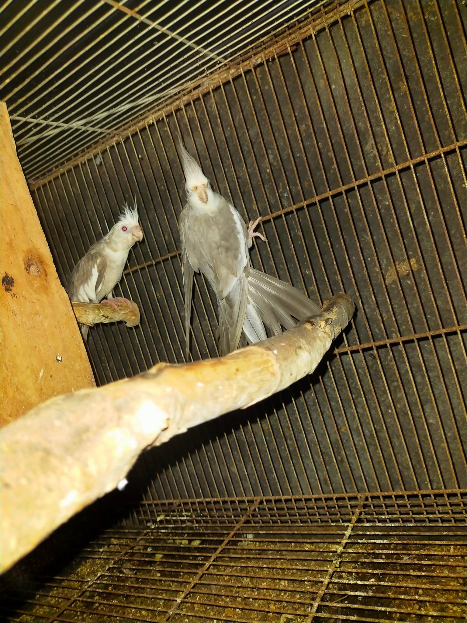 Temuk Aviary