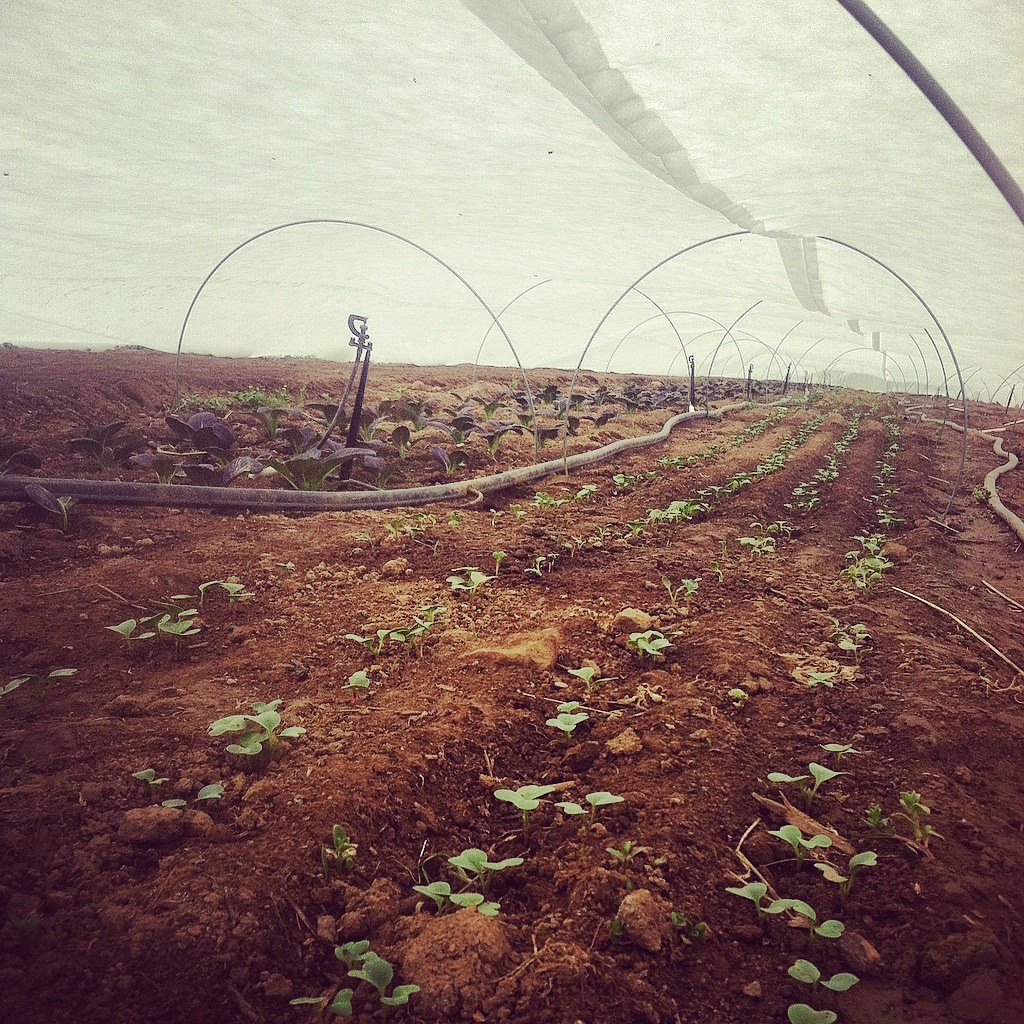 Ralston Farm